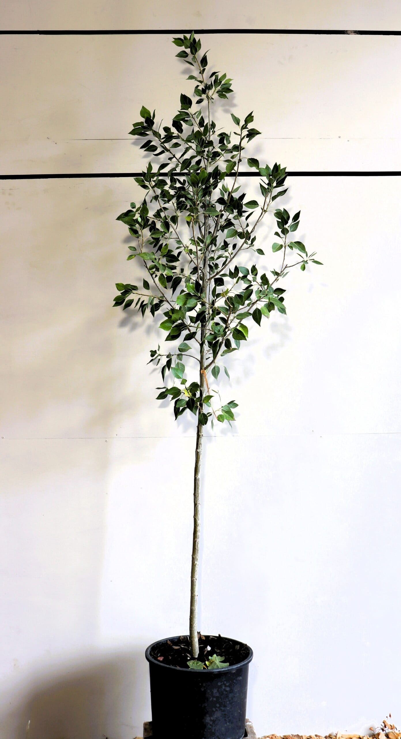 Populus x acuminata