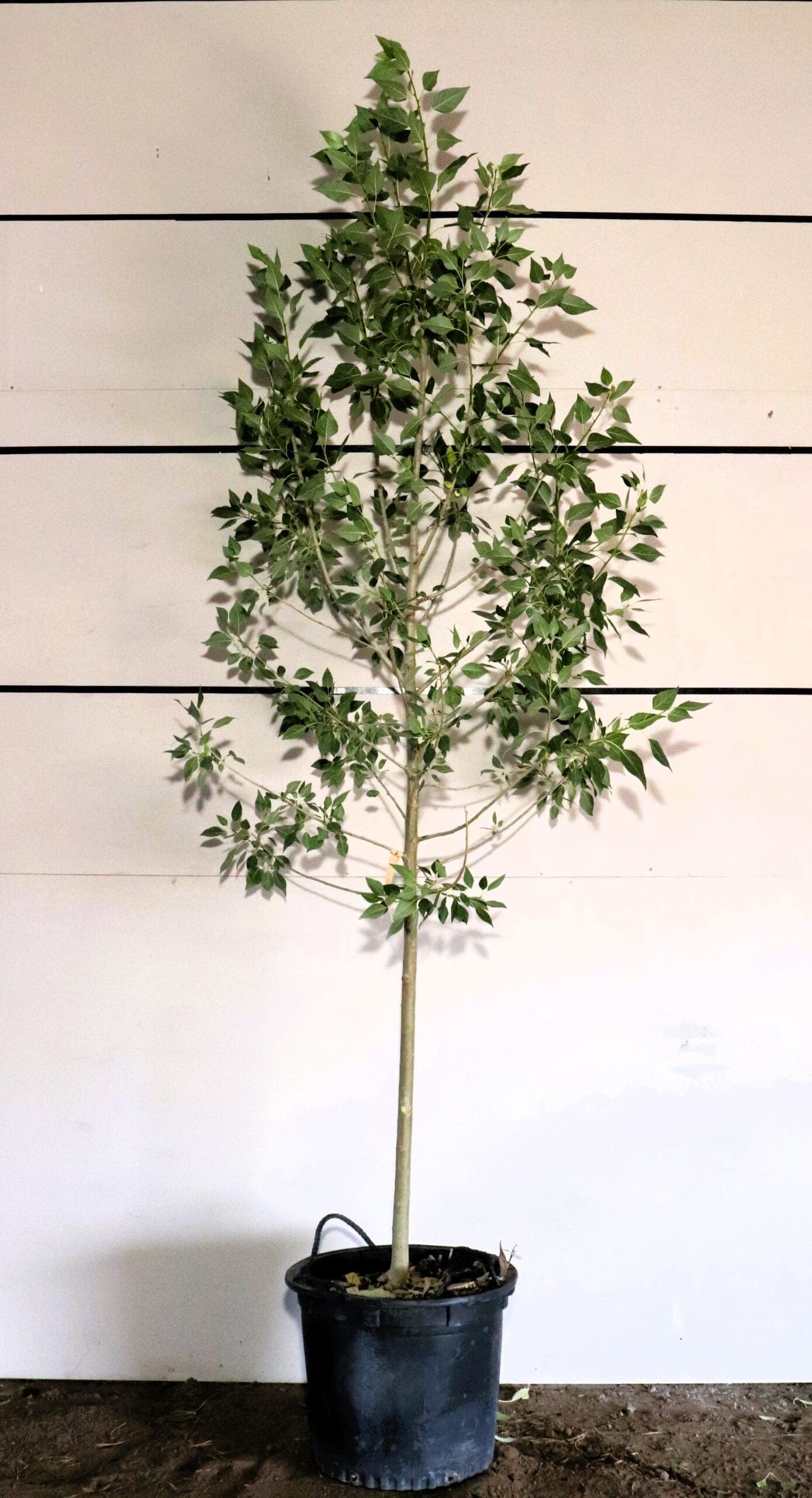 Populus x acuminata