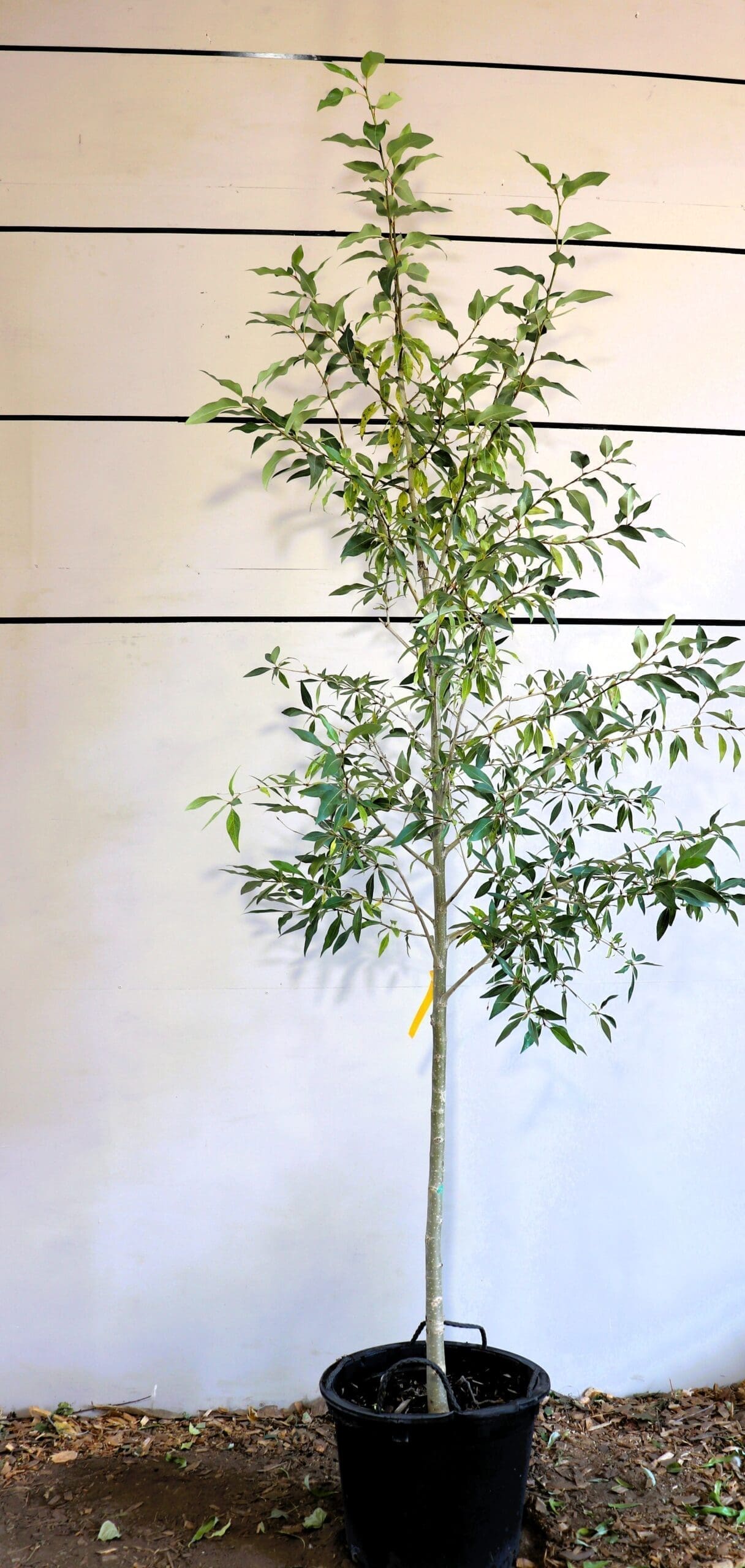 Populus angustifolia