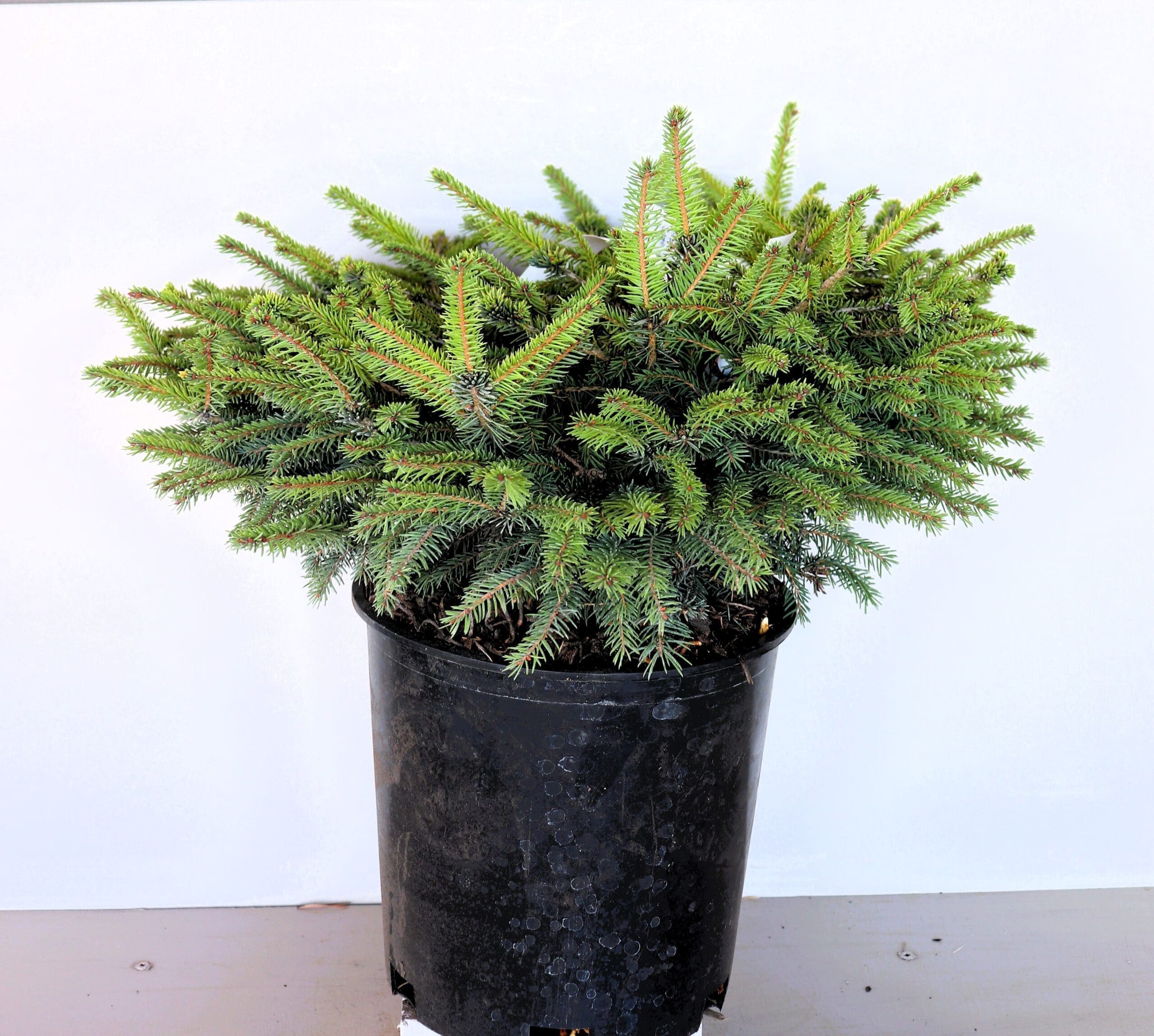 Picea abies 'Nidiformis'