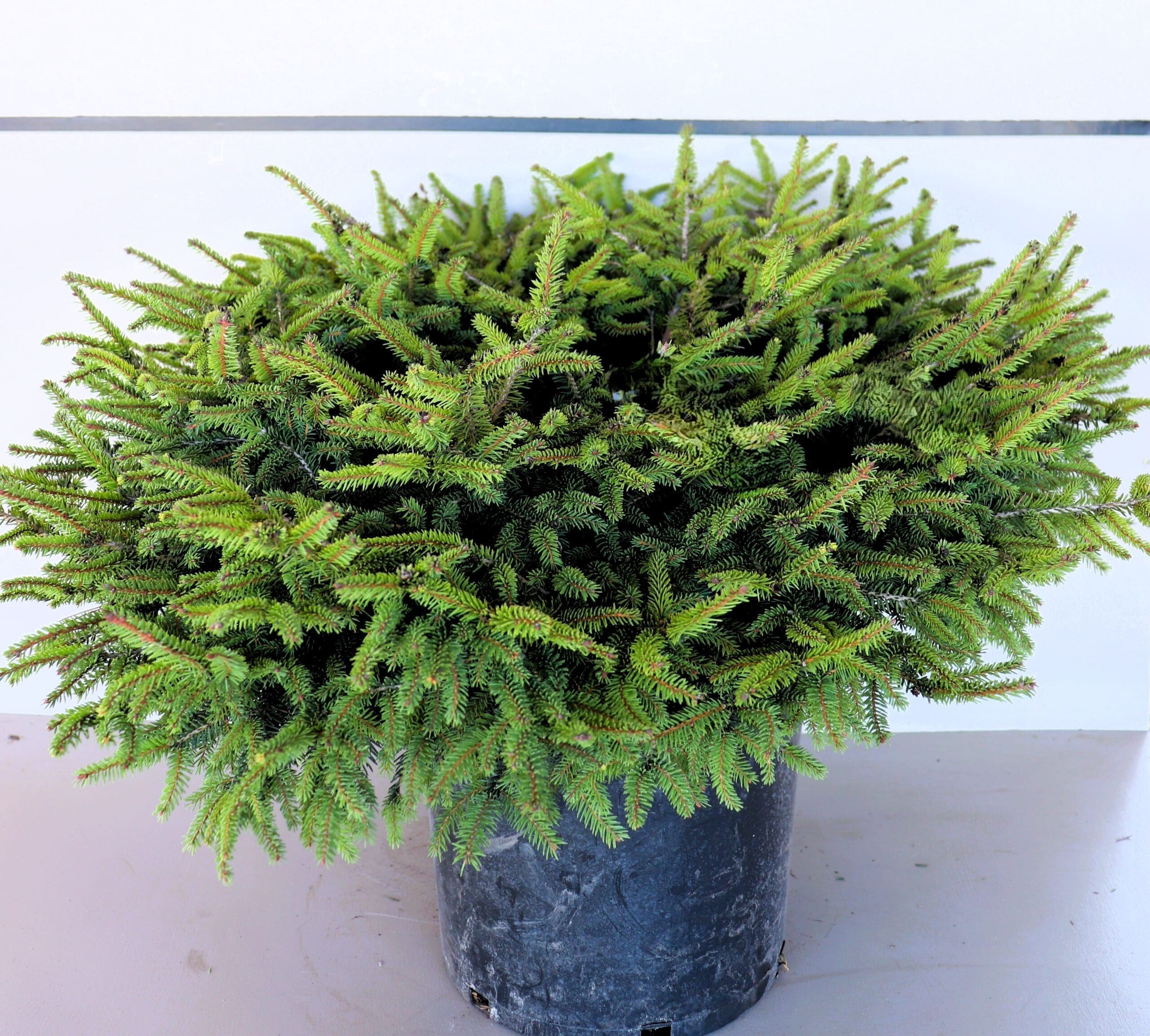 Picea abies 'Nidiformis'