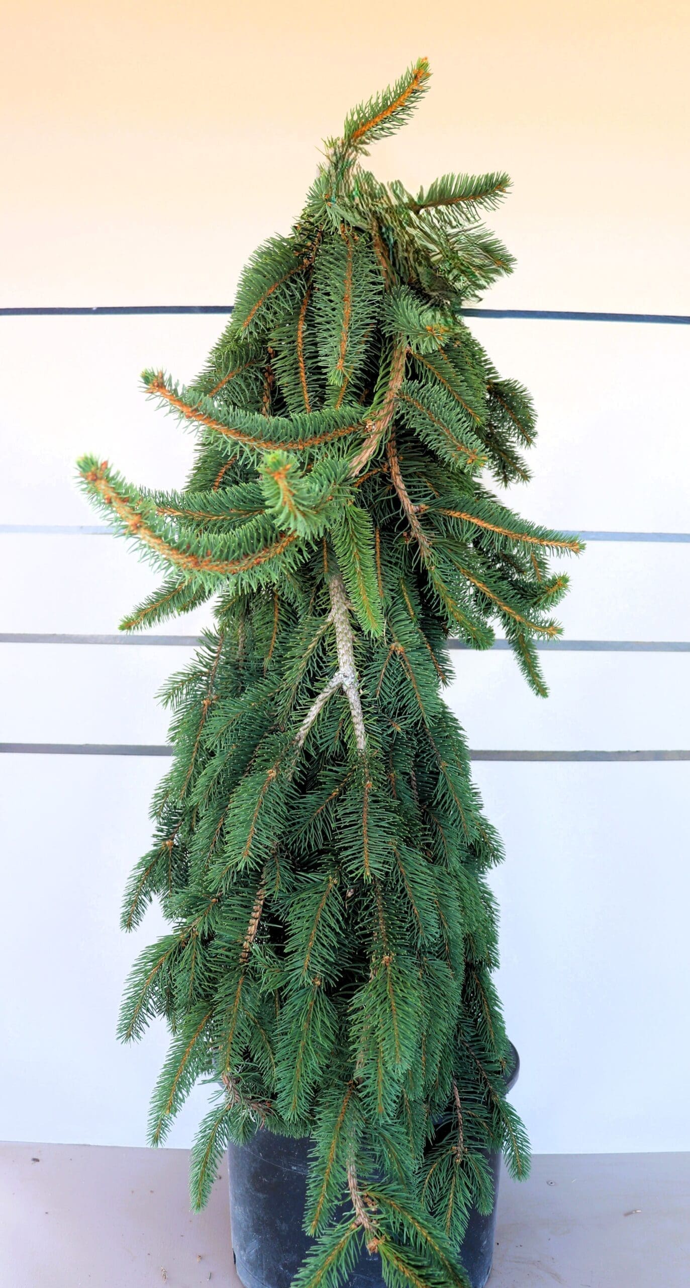 Picea abies 'Pendula'