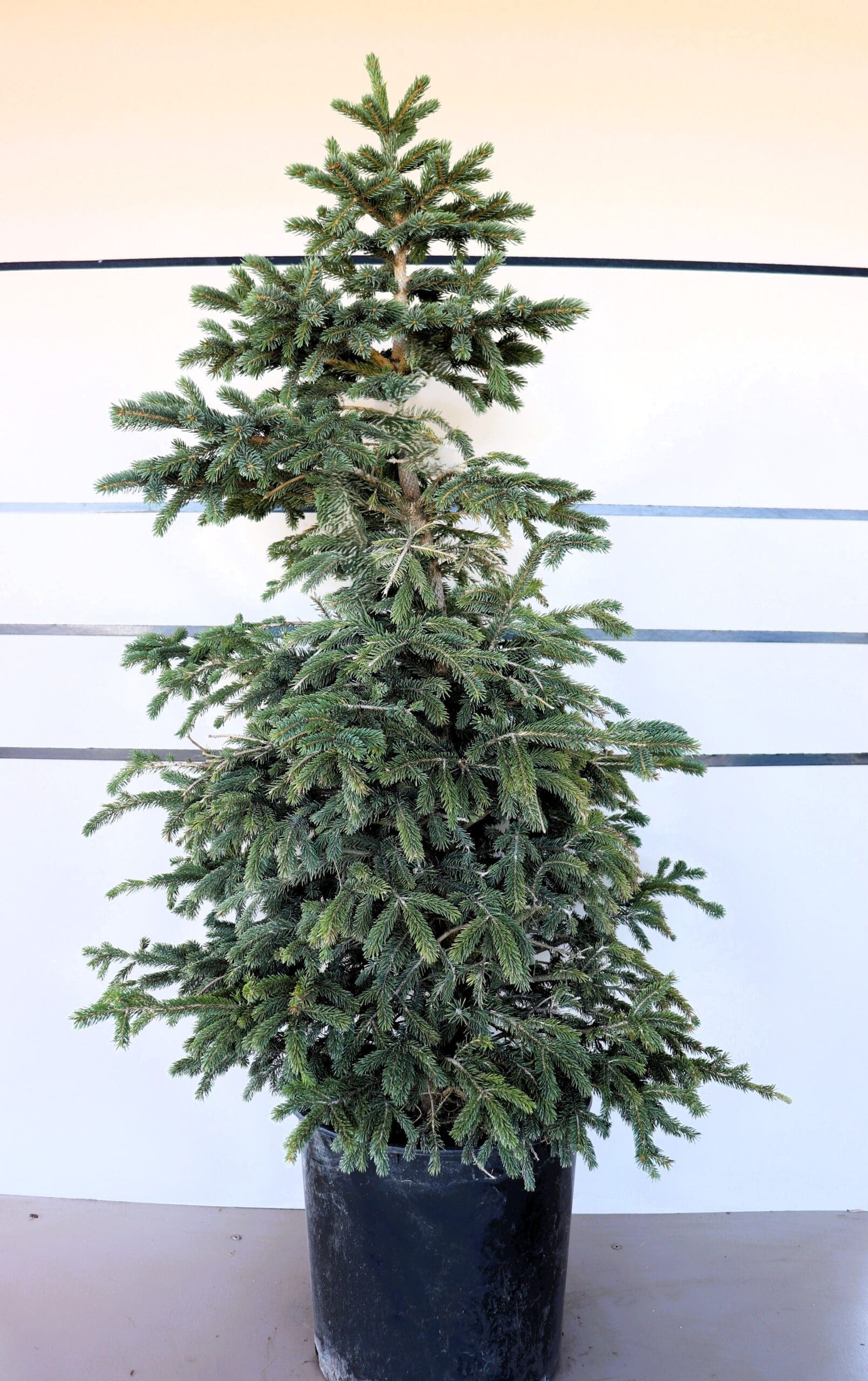 Picea glauca densata