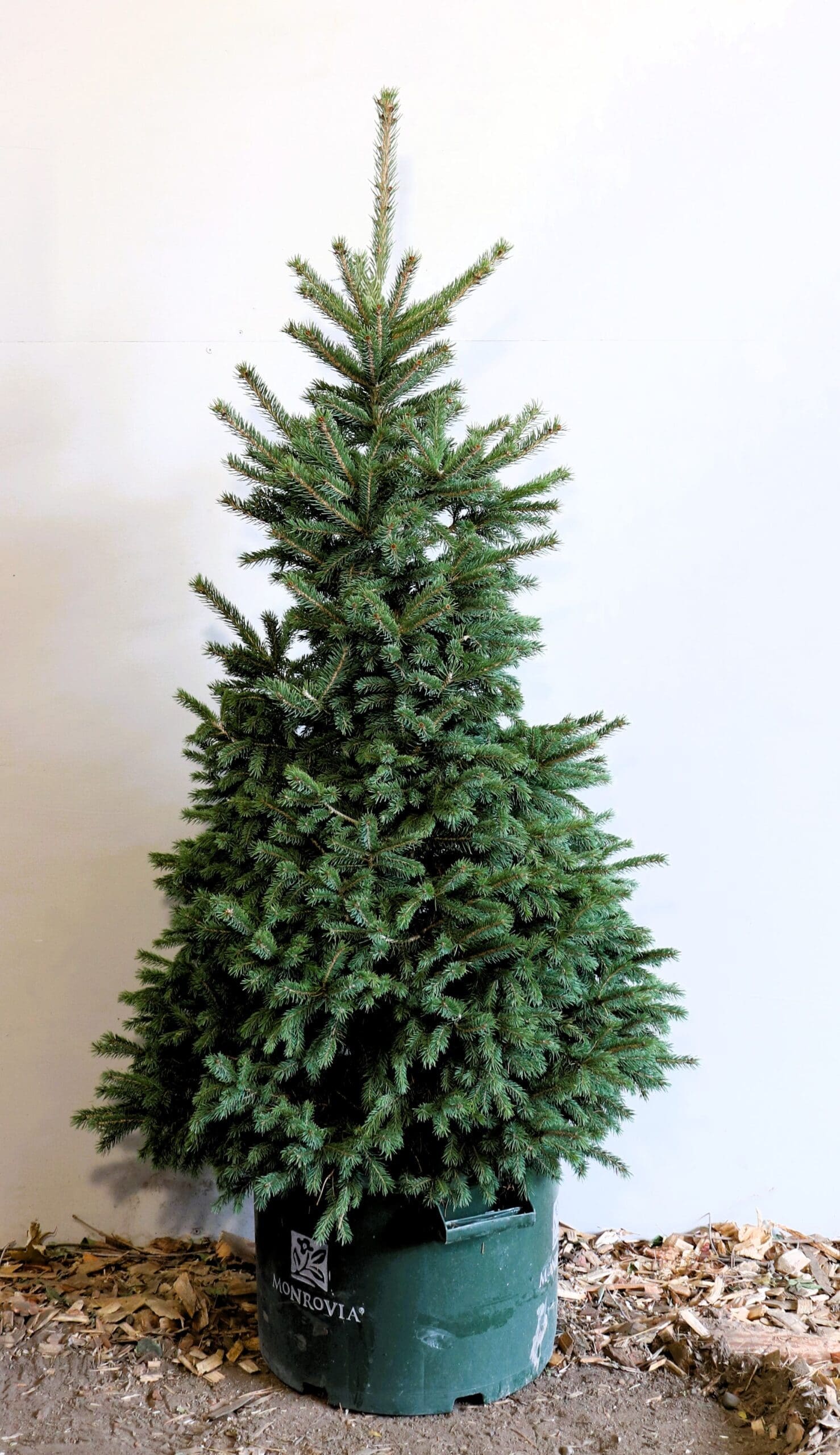 Picea glauca densata