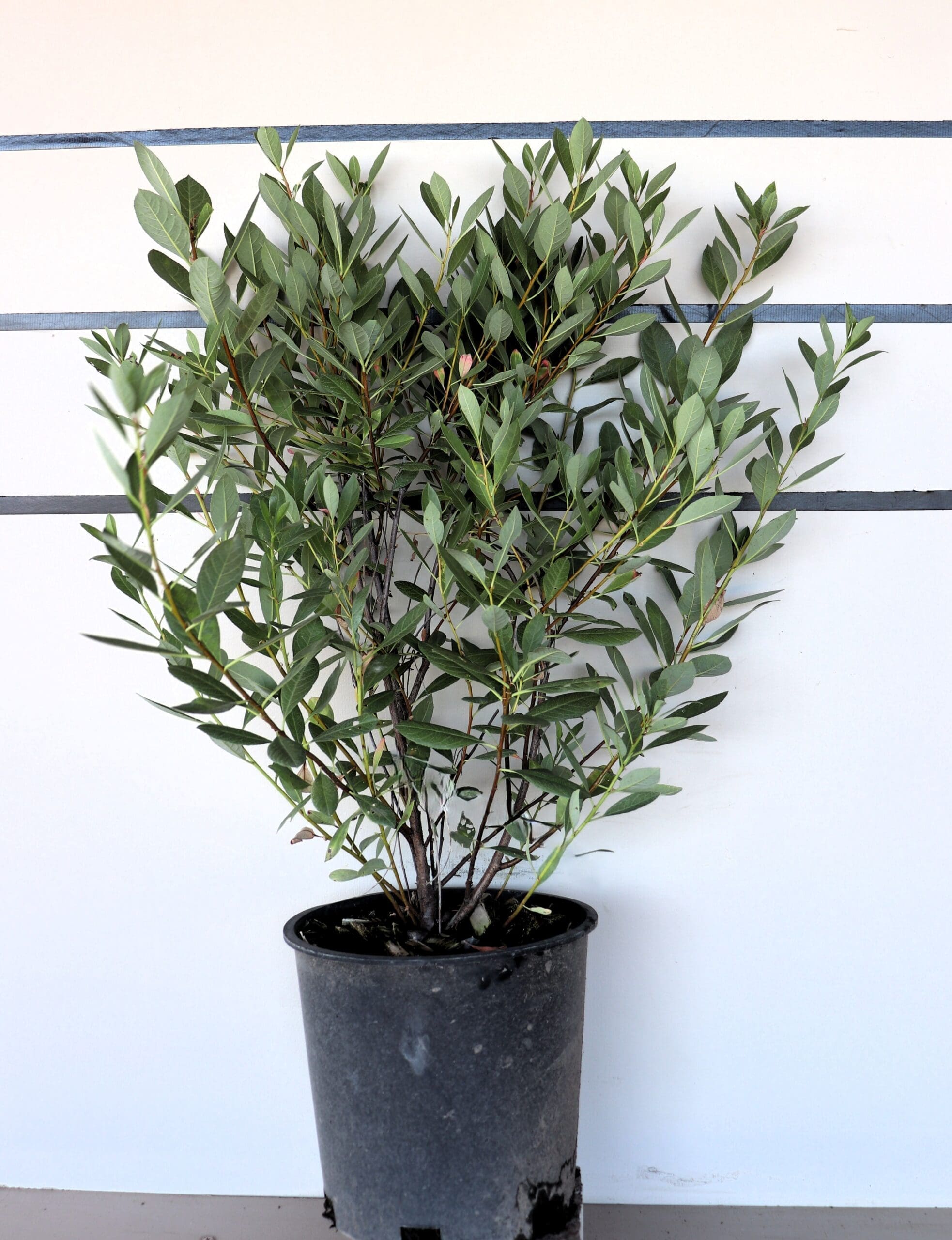 Prunus besseyi