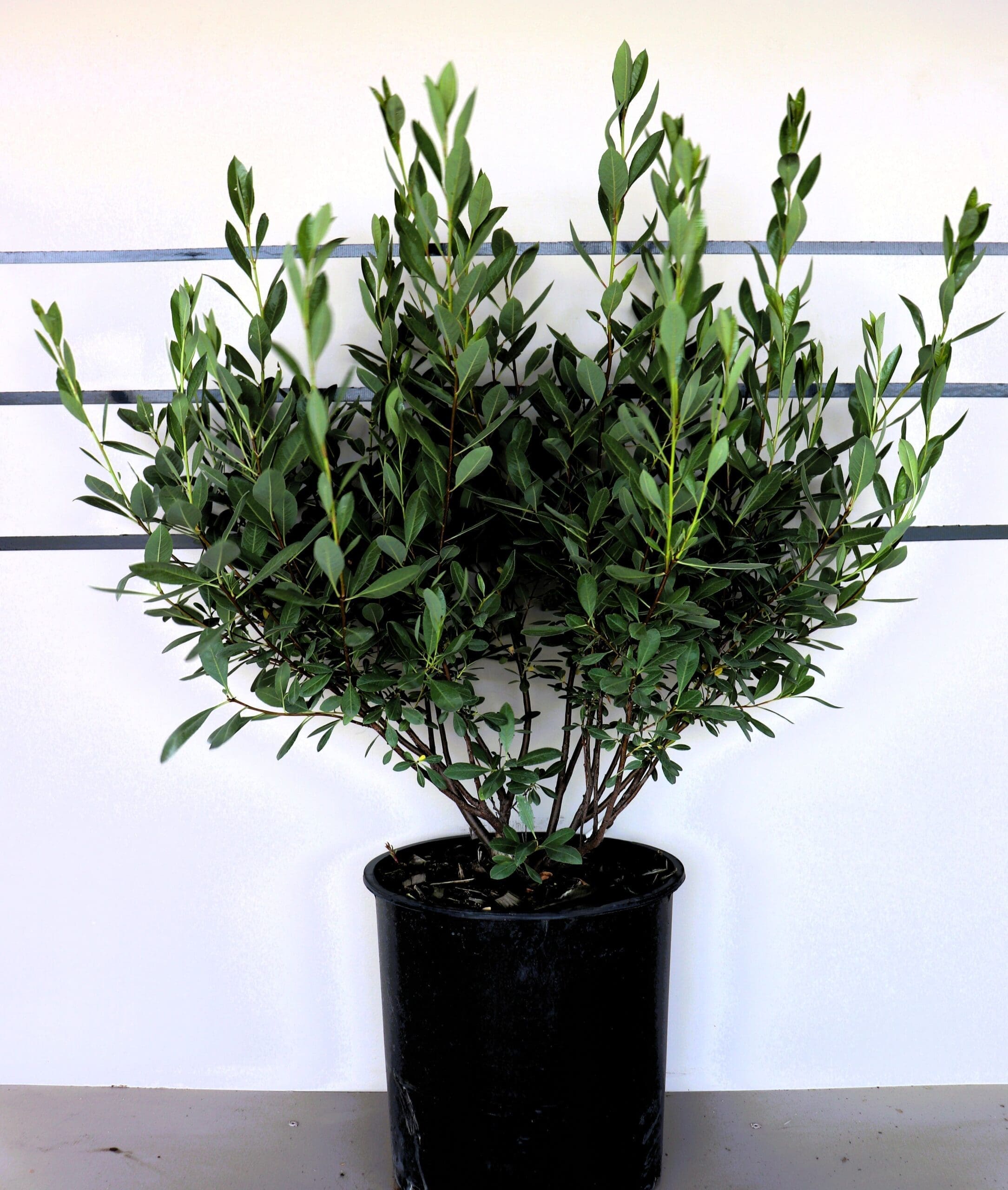 Prunus besseyi