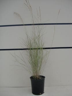 Pseudoroegneria spicata - Bluebunch Wheatgrass