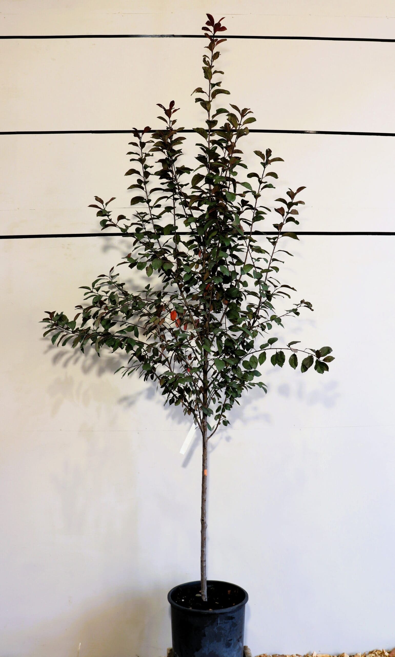 Prunus x cistena S/S