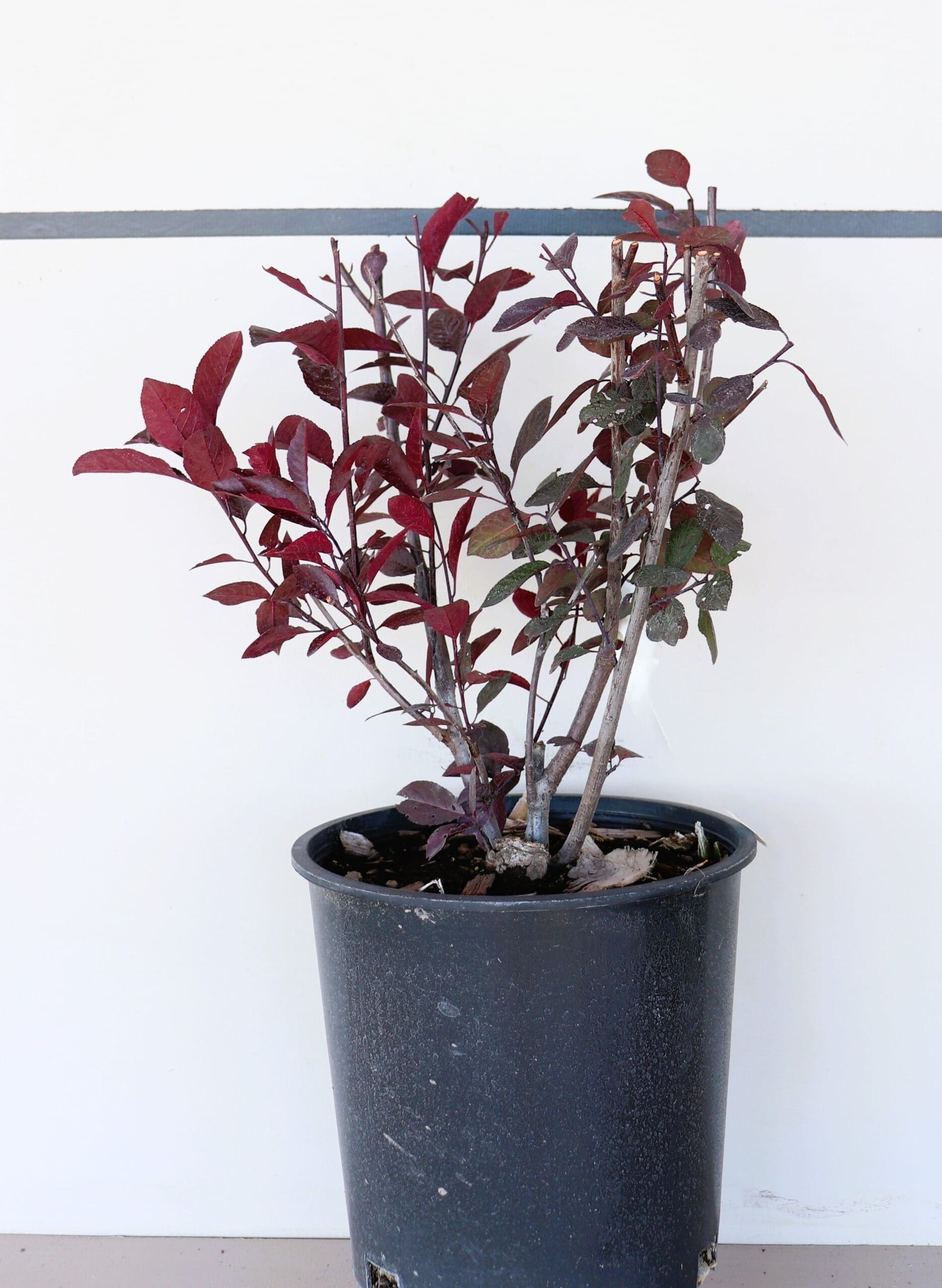 Prunus x cistena M/S