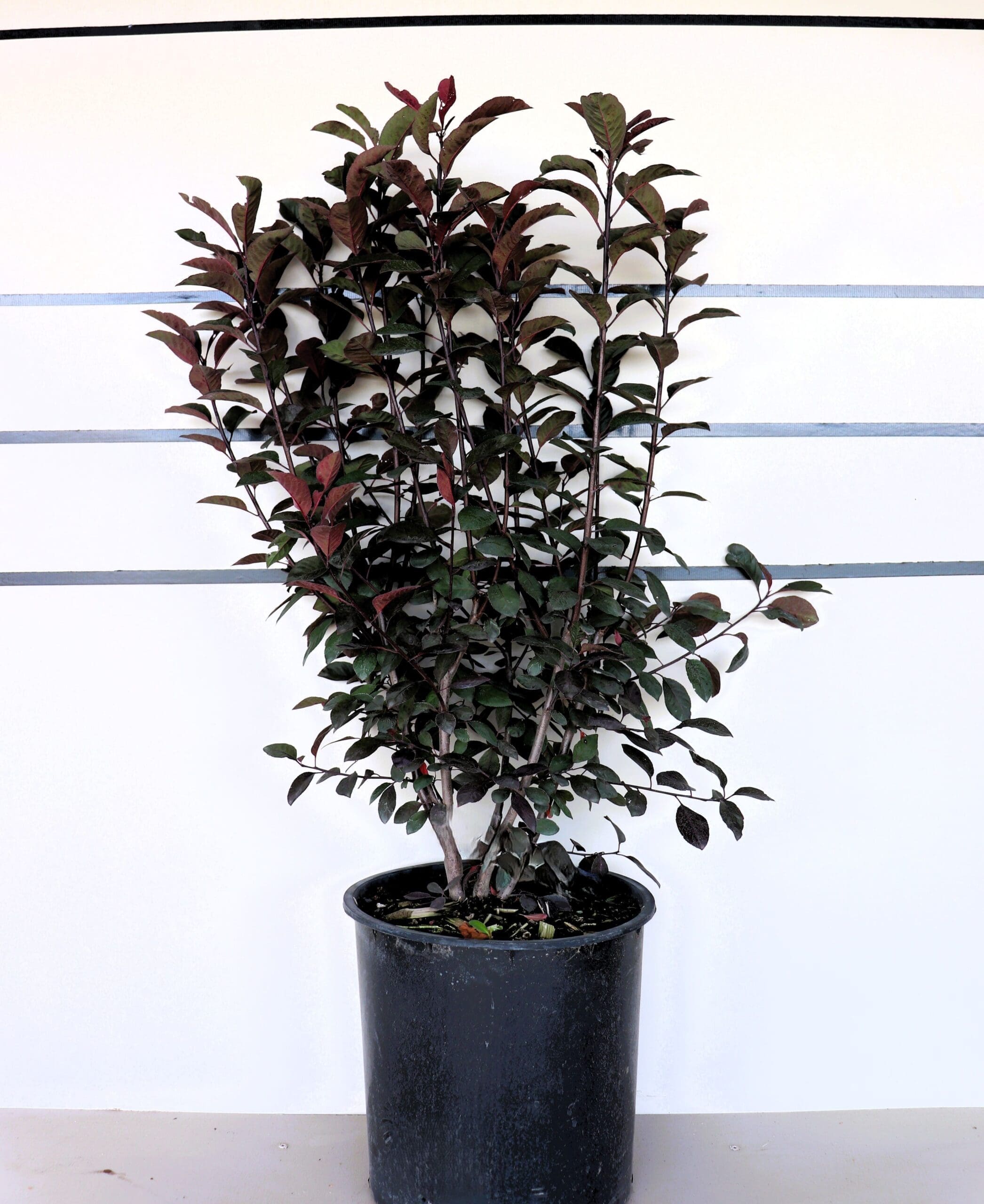 Prunus x cistena M/S