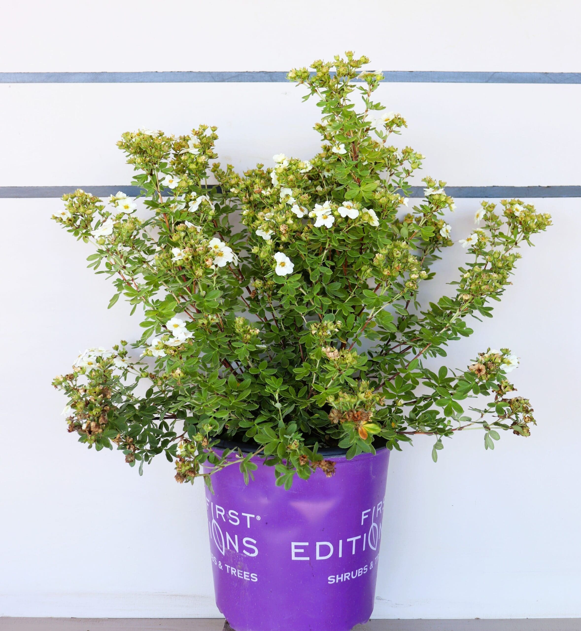 Potentilla f. 'Bailbrule' (Creme Brule)