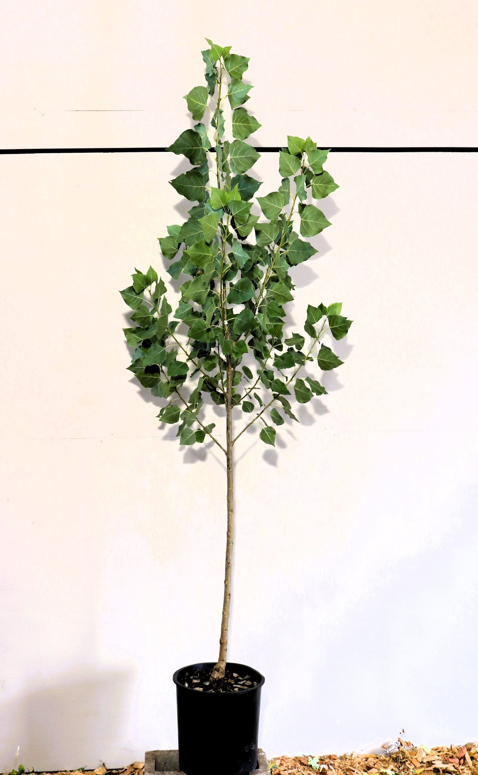 Populus deltoides 'Siouxland'
