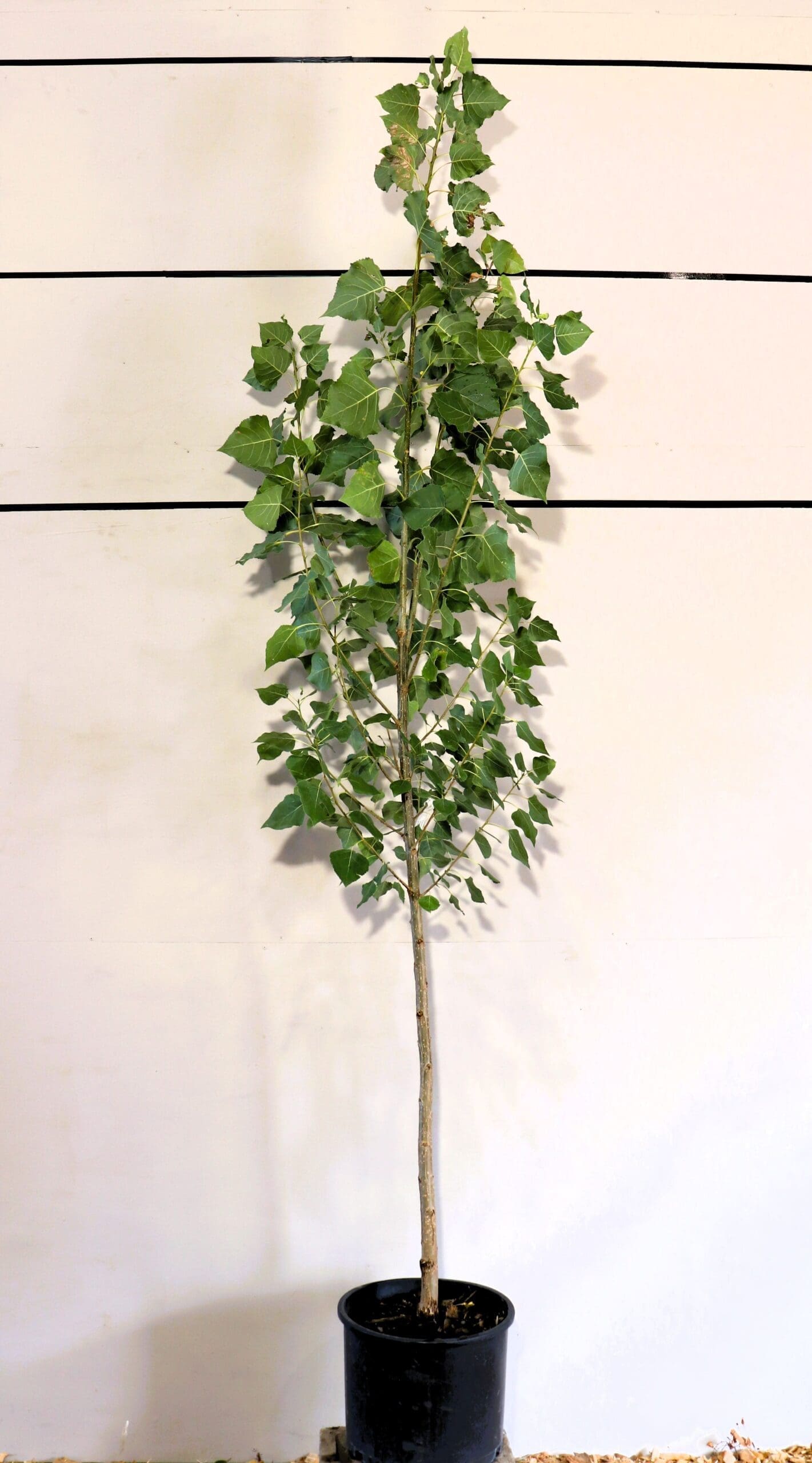 Populus deltoides 'Siouxland'