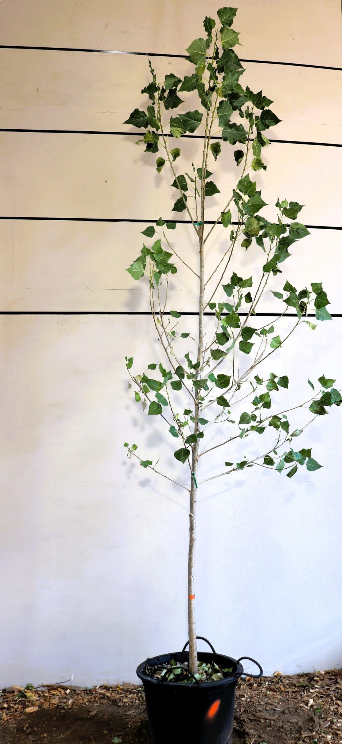 Populus deltoides 'Siouxland'