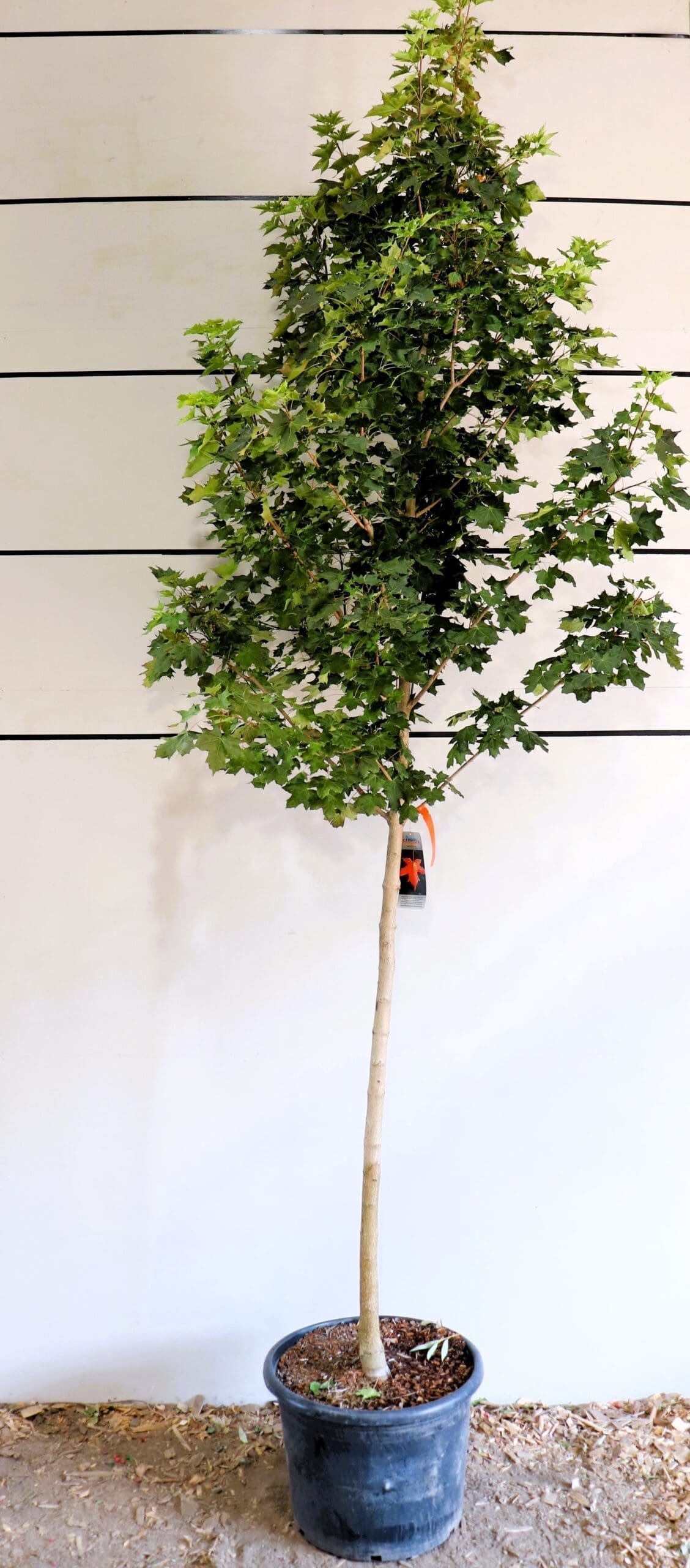 Populus deltoides 'Siouxland'
