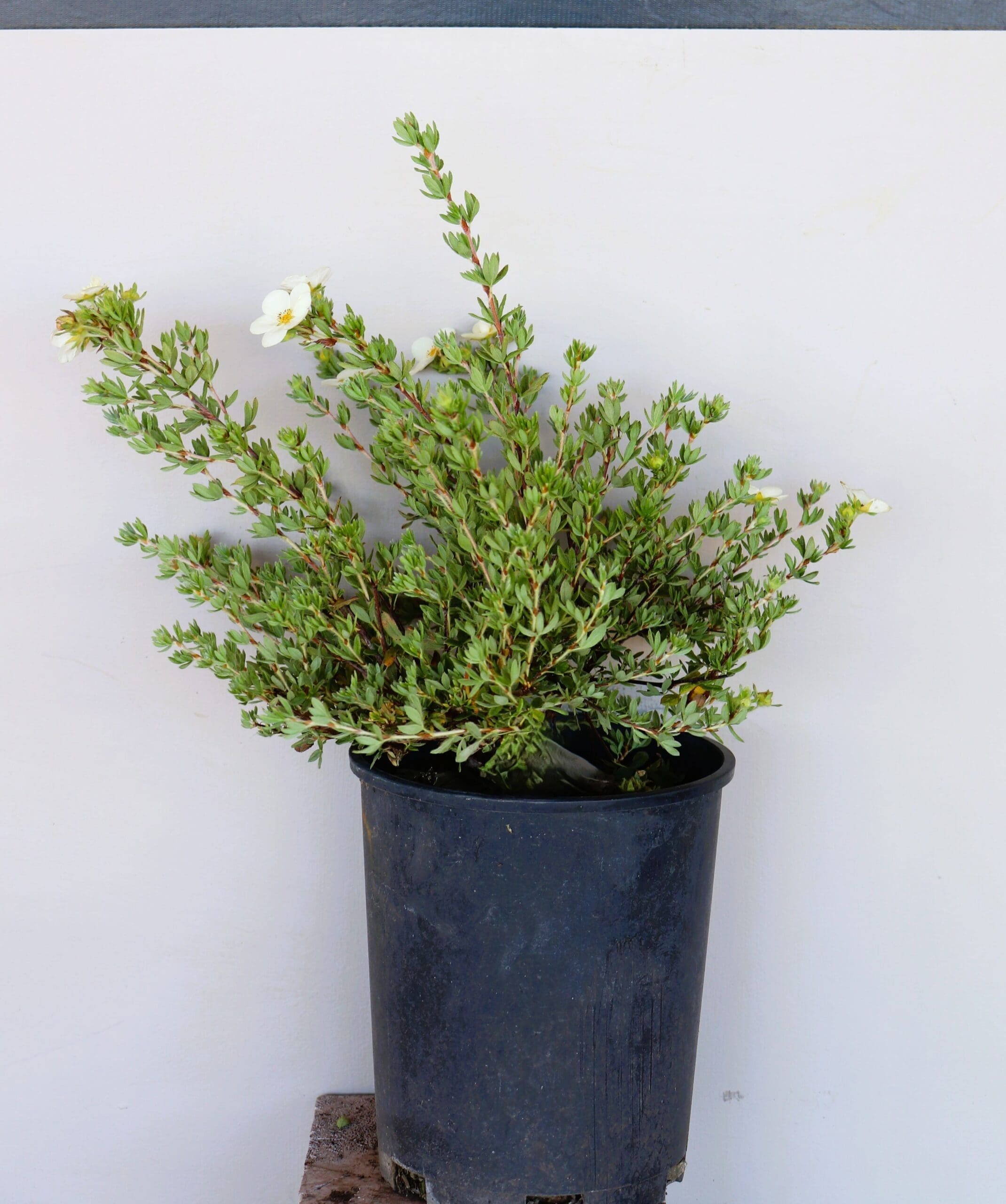 Potentilla fruticosa 'Abbotswood'
