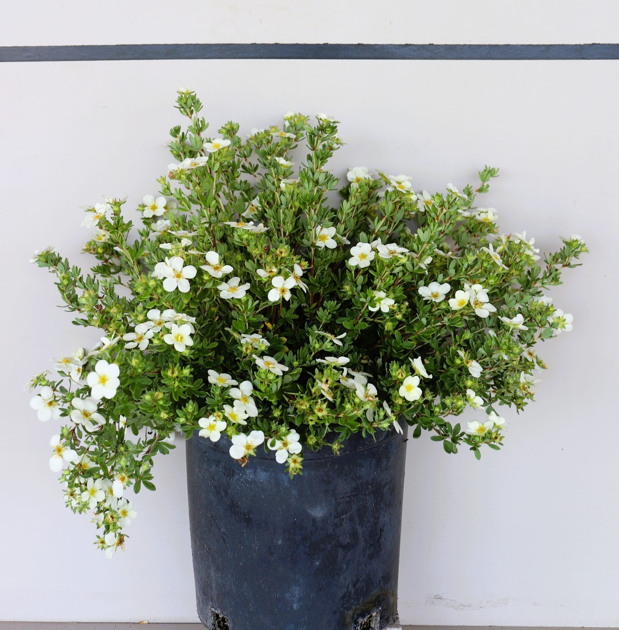 Potentilla fruticosa 'Abbotswood'