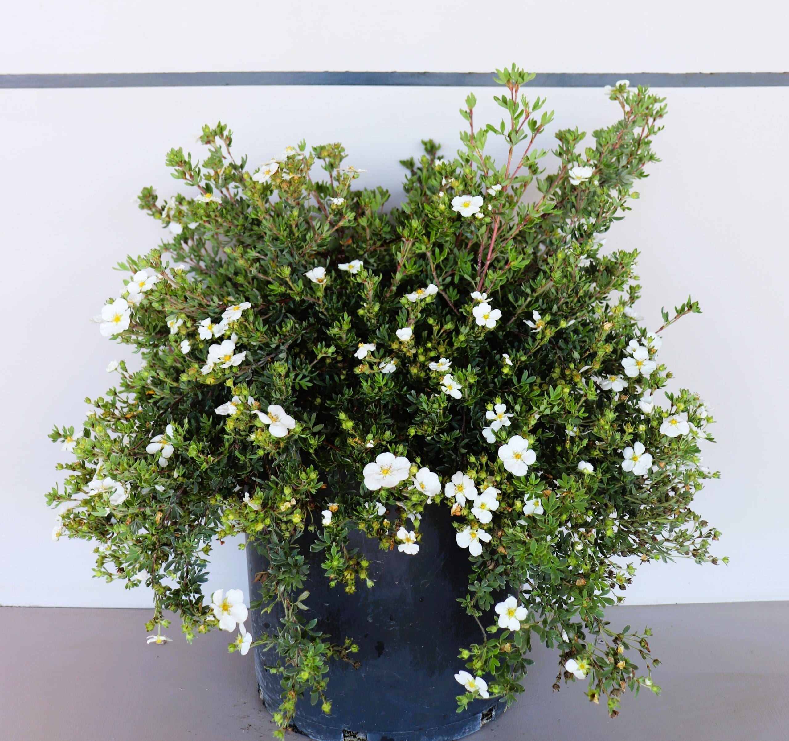 Potentilla fruticosa 'Abbotswood'
