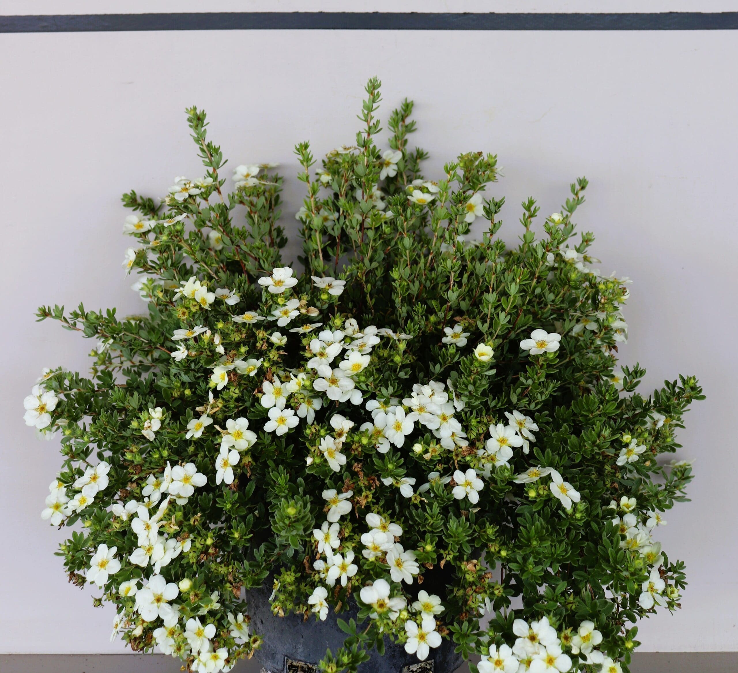 Potentilla f. 'McKay's White'