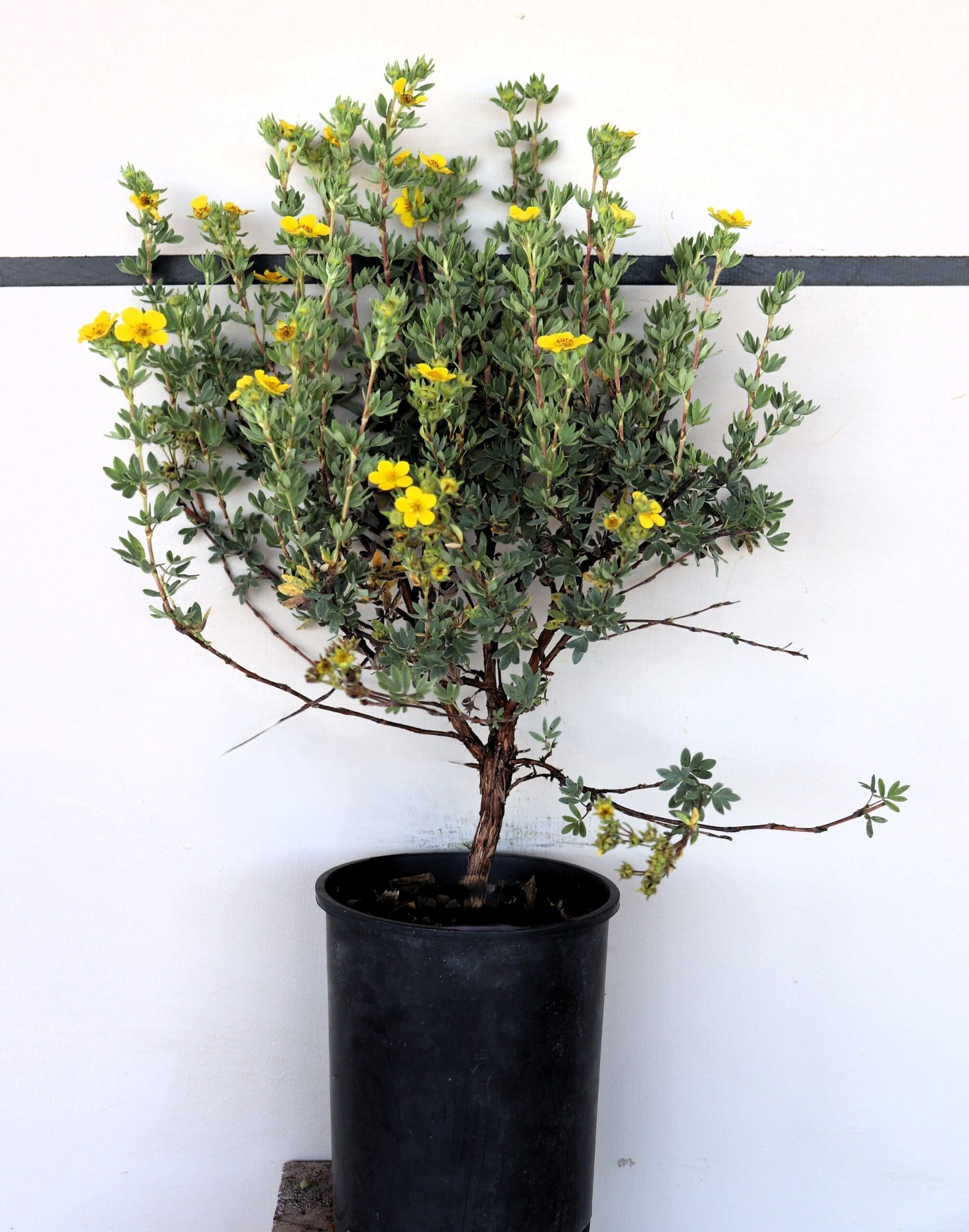 Potentilla fruticosa