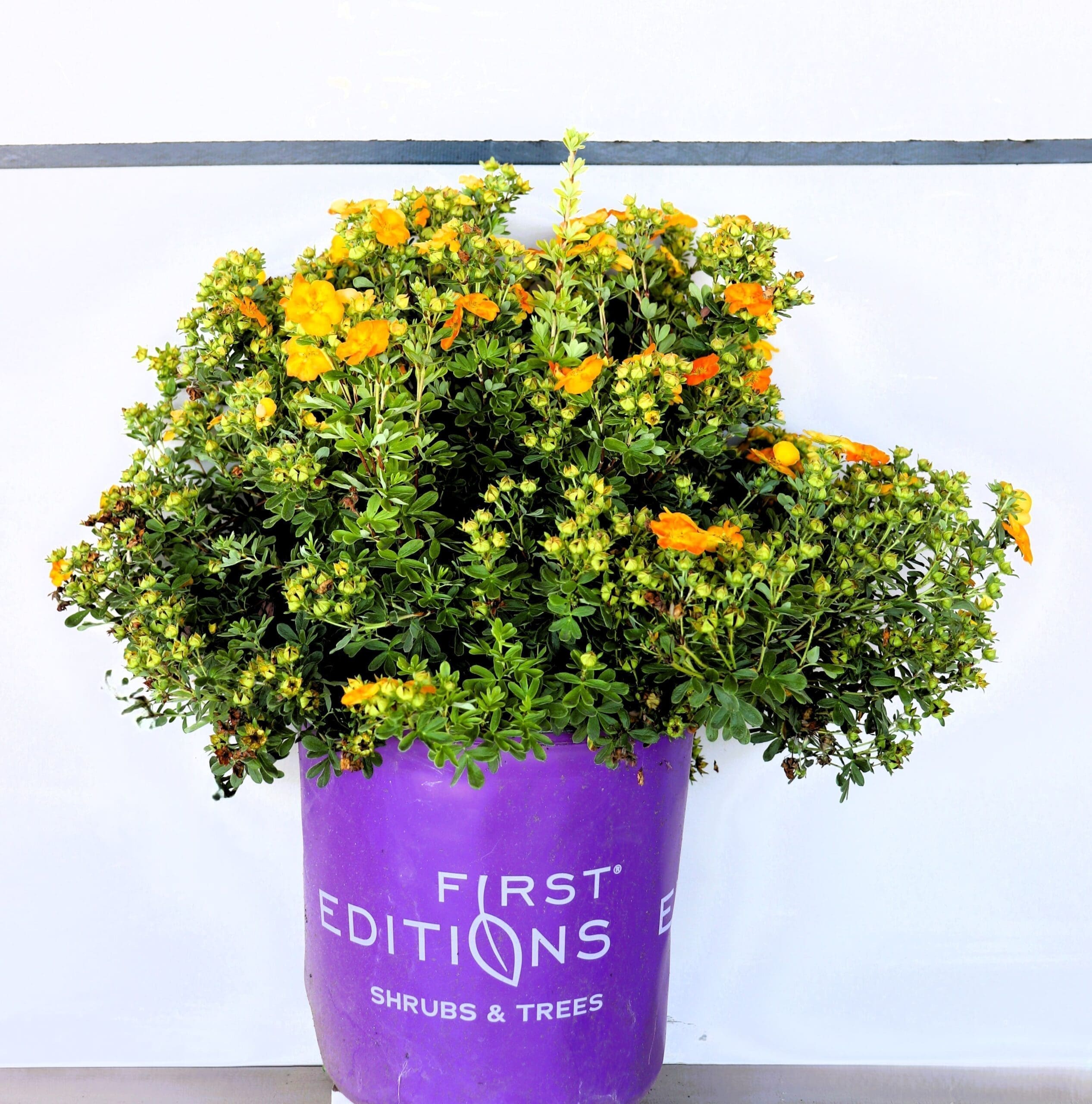 Potentilla f. 'Mandarin Tango'