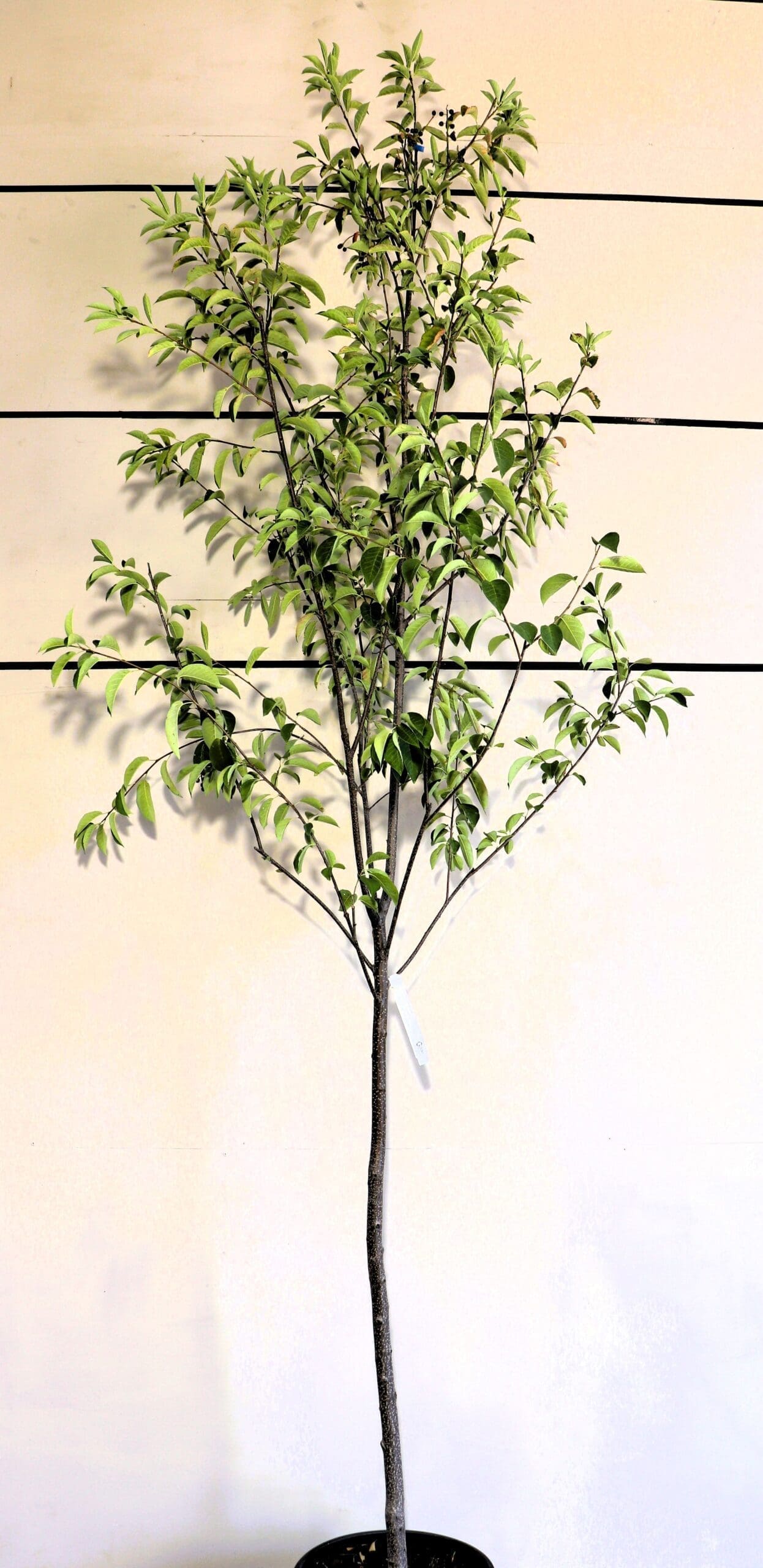 Prunus virginiana S/S