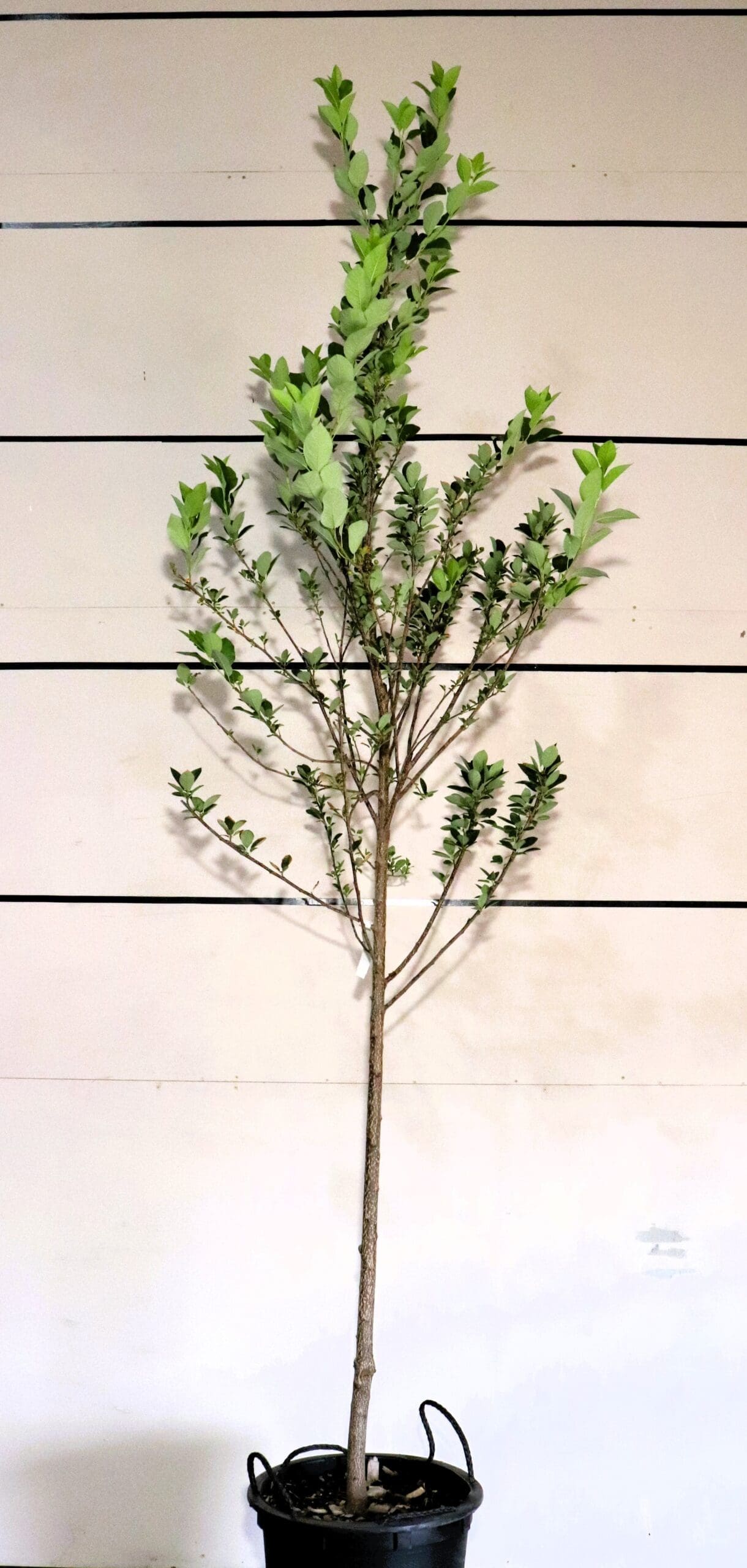Prunus virginiana S/S