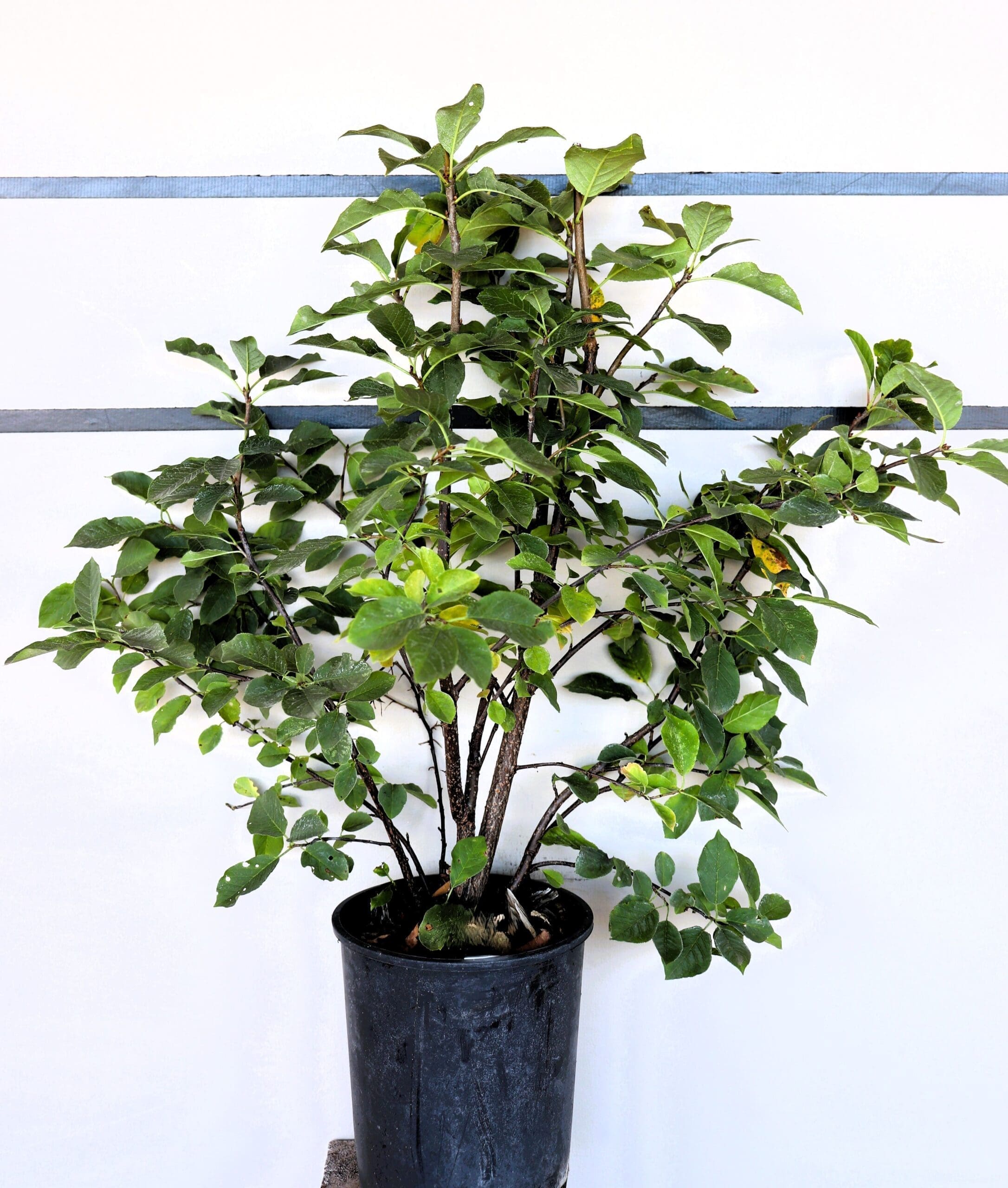 Prunus virginiana M/S