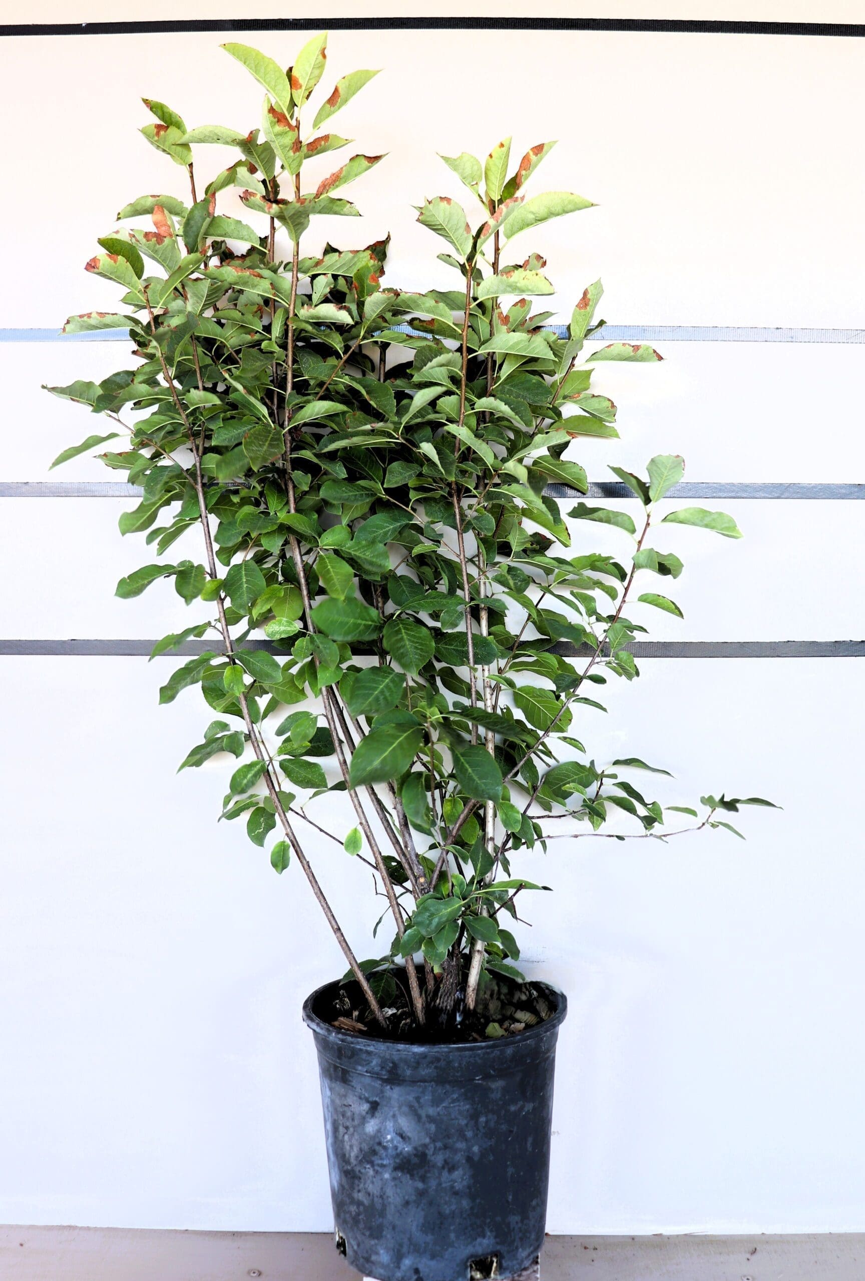 Prunus virginiana M/S