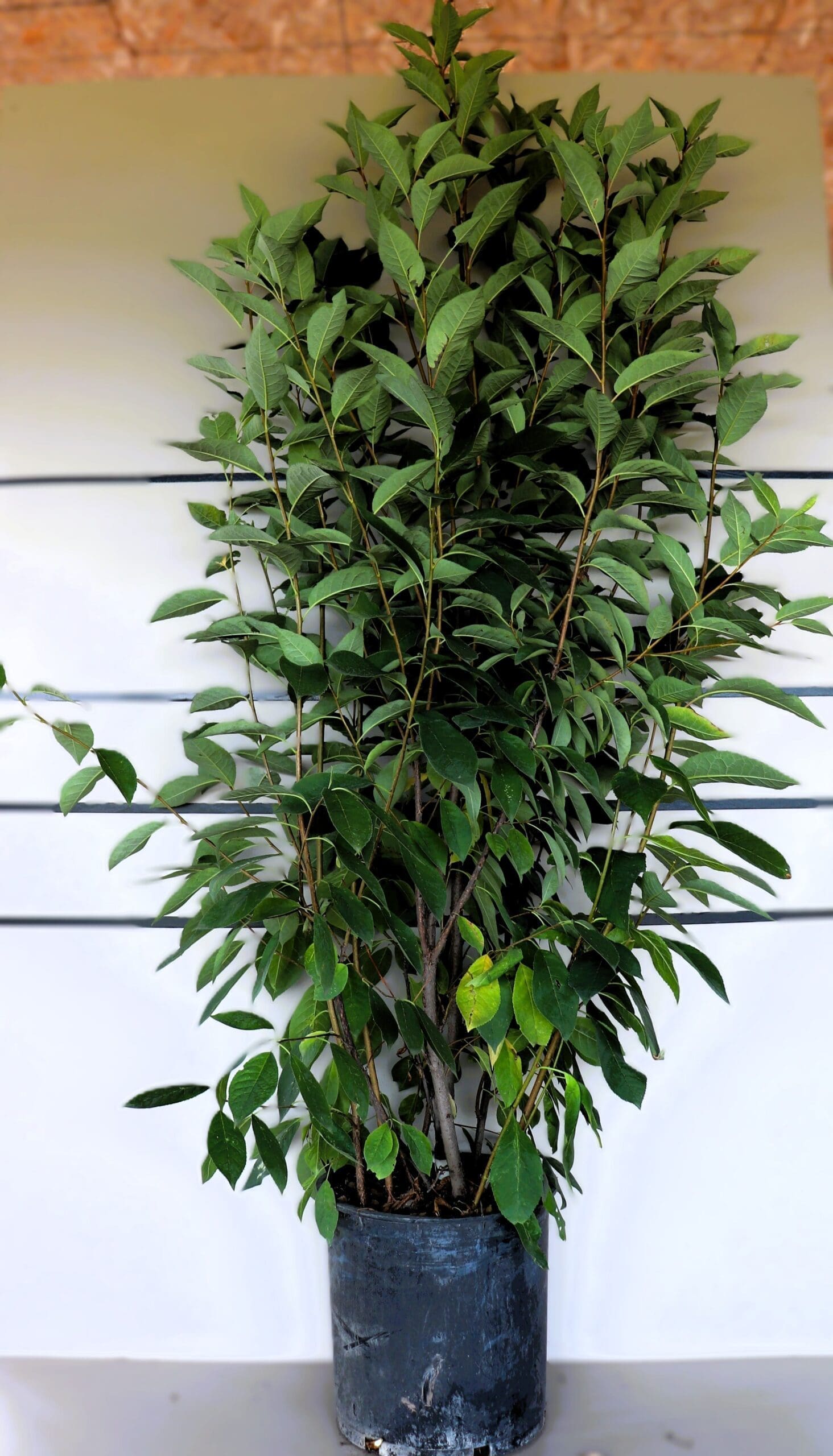 Prunus virginiana M/S