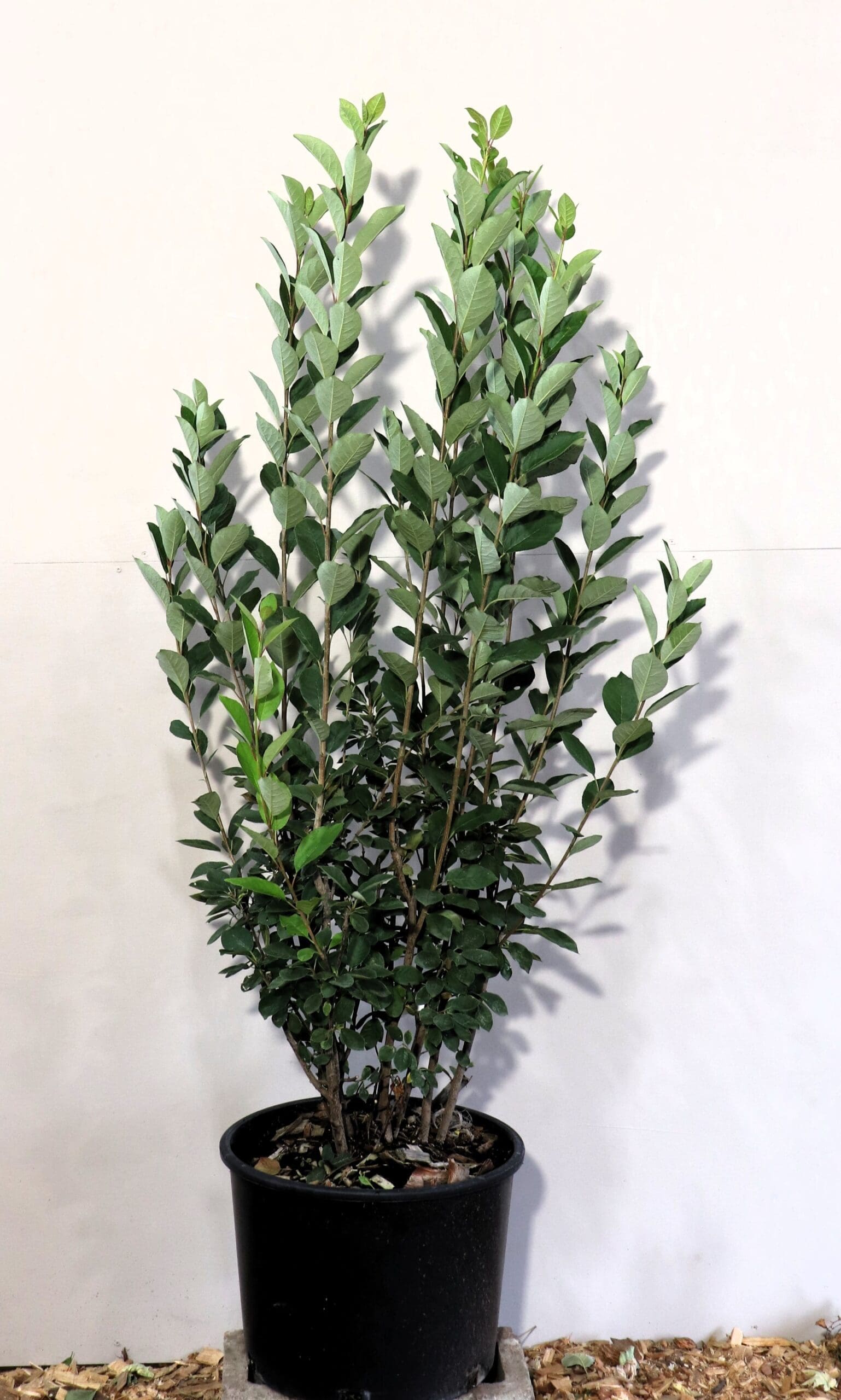 Prunus virginiana M/S