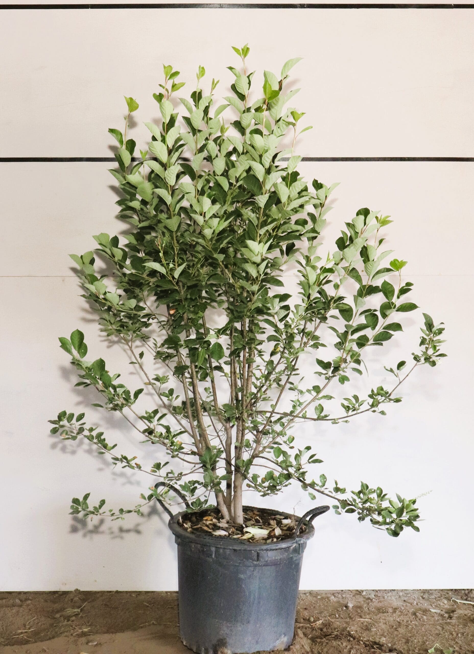 Prunus virginiana M/S