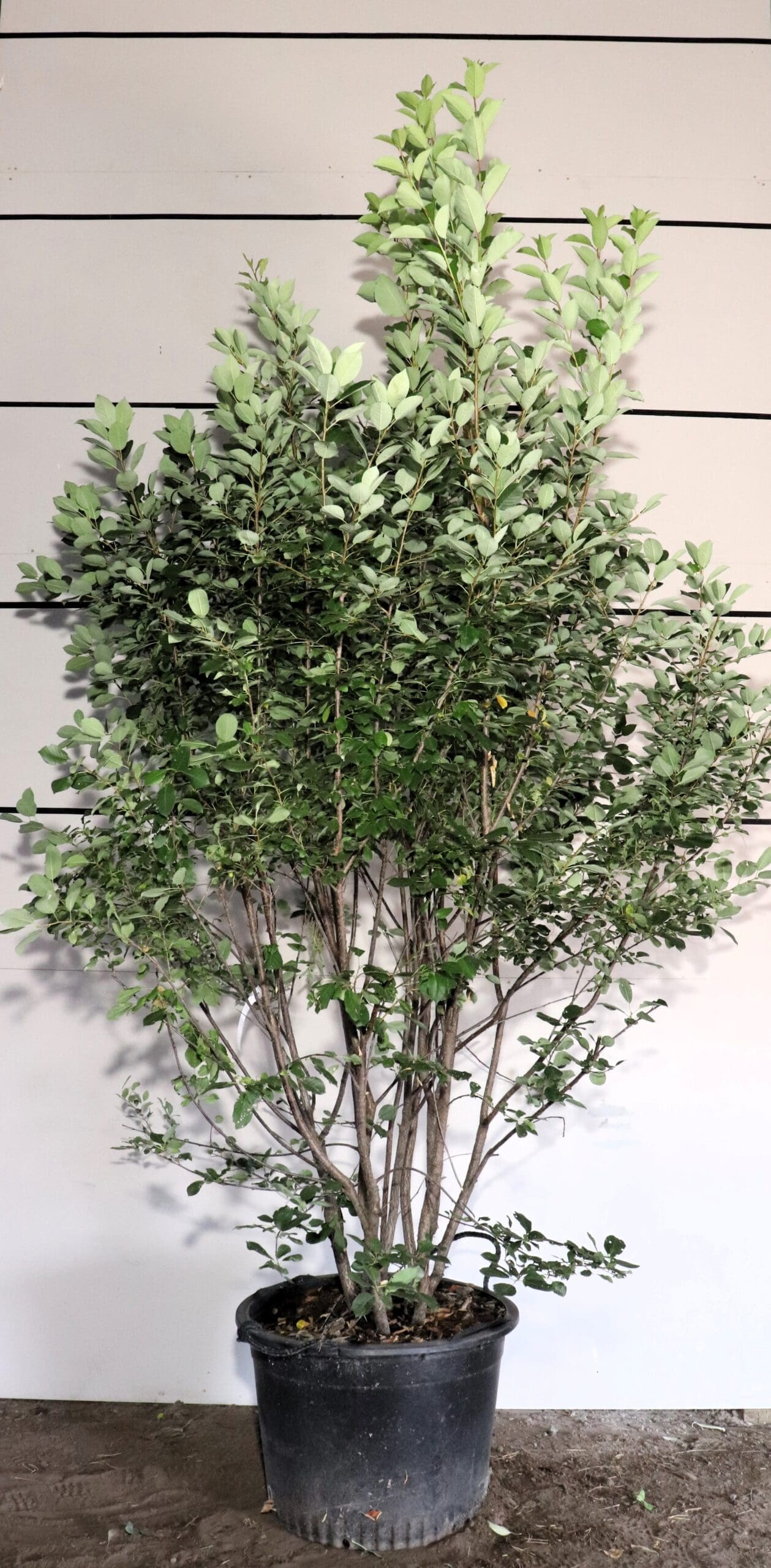 Prunus virginiana M/S