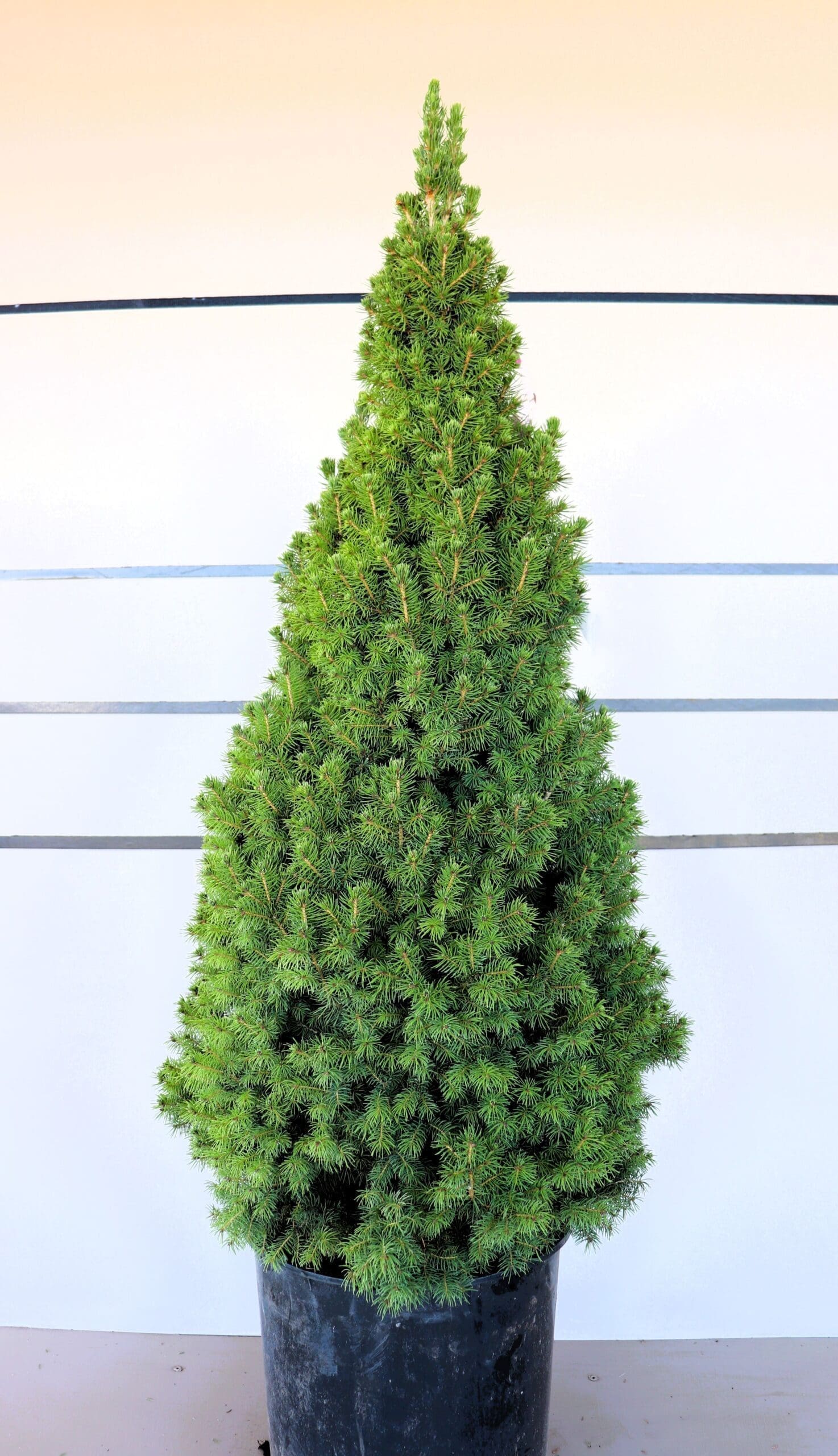 Picea glauca 'Conica'