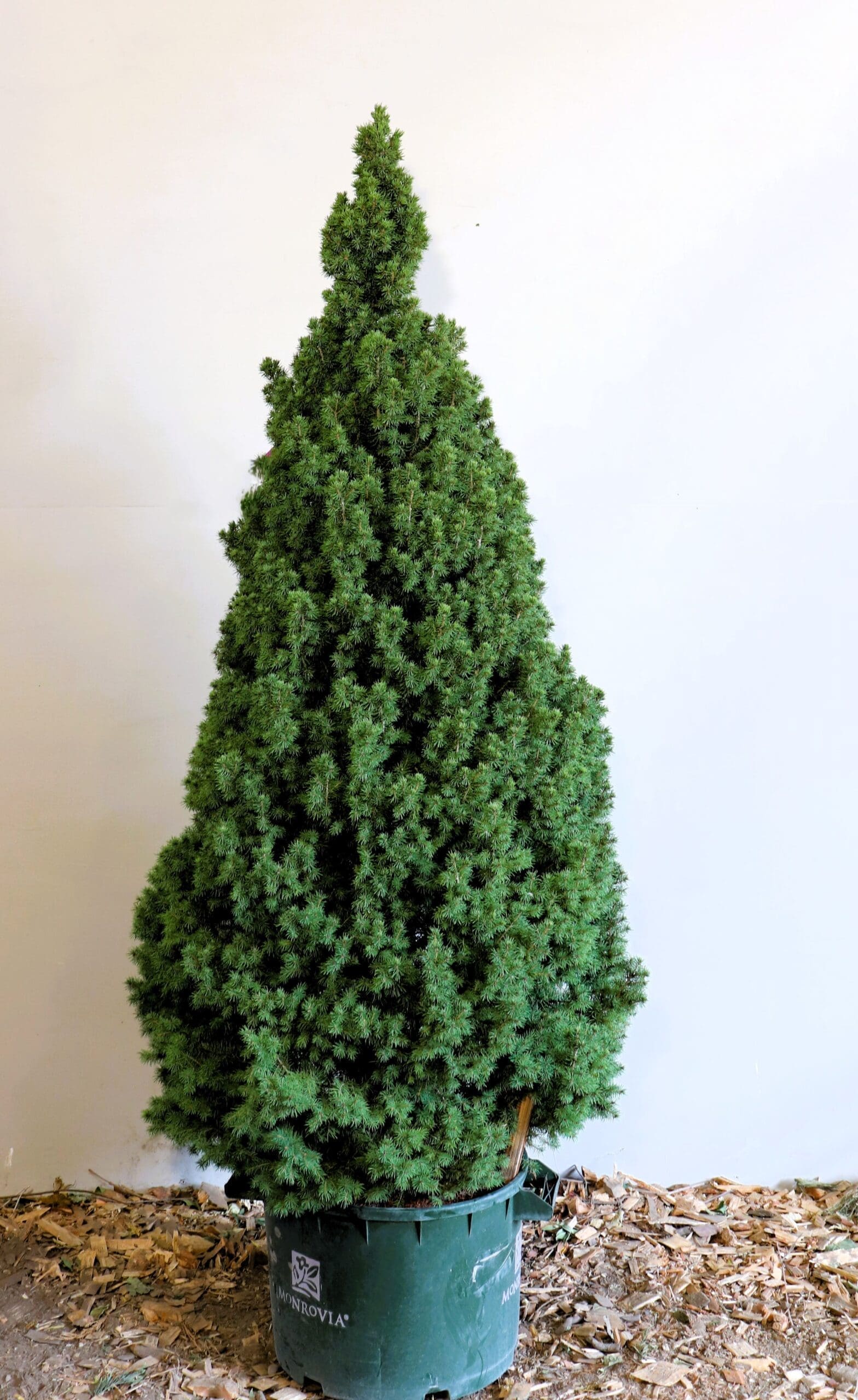 Picea glauca 'Conica'