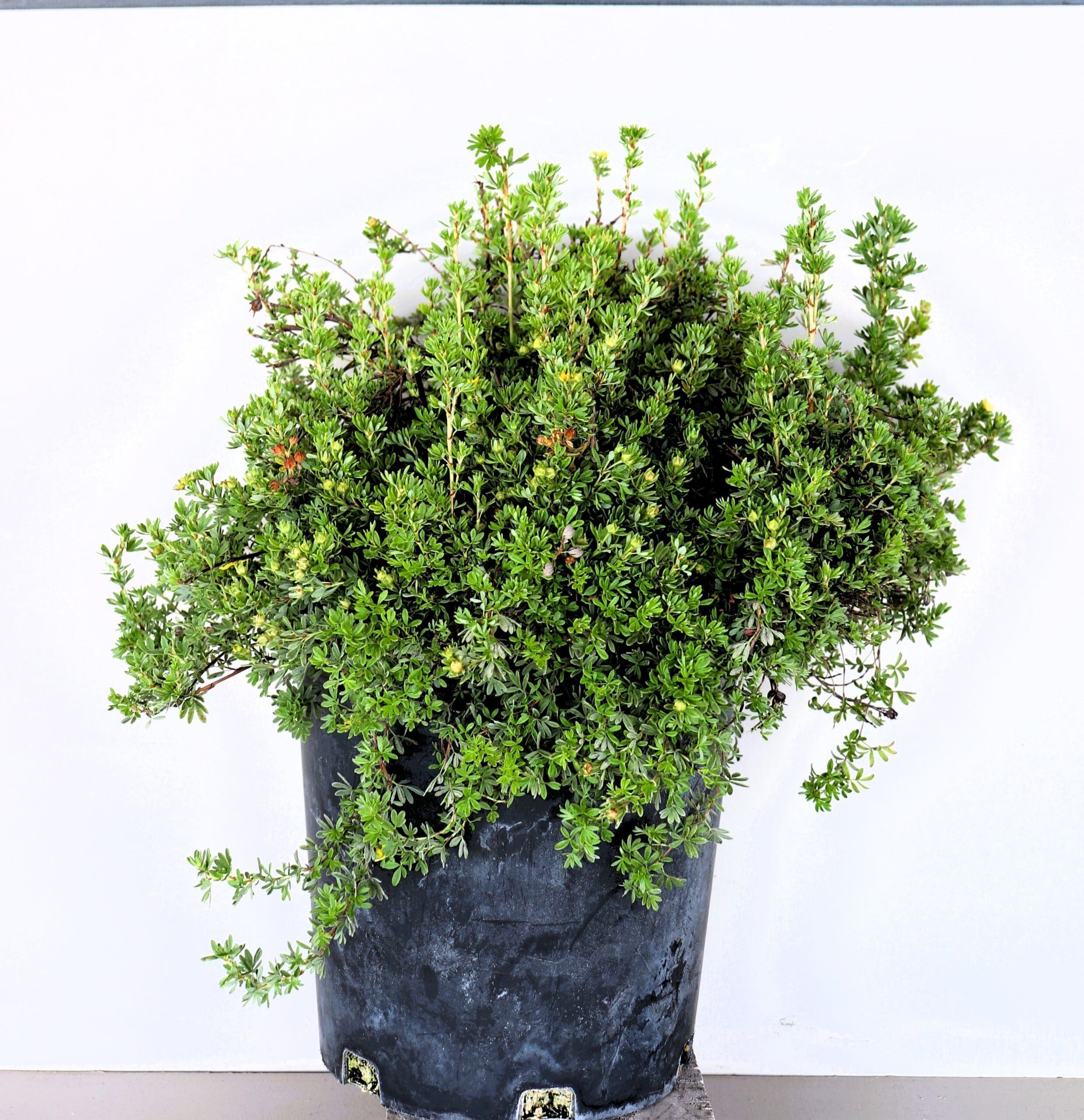 Potentilla fruticosa 'Gold Drop'