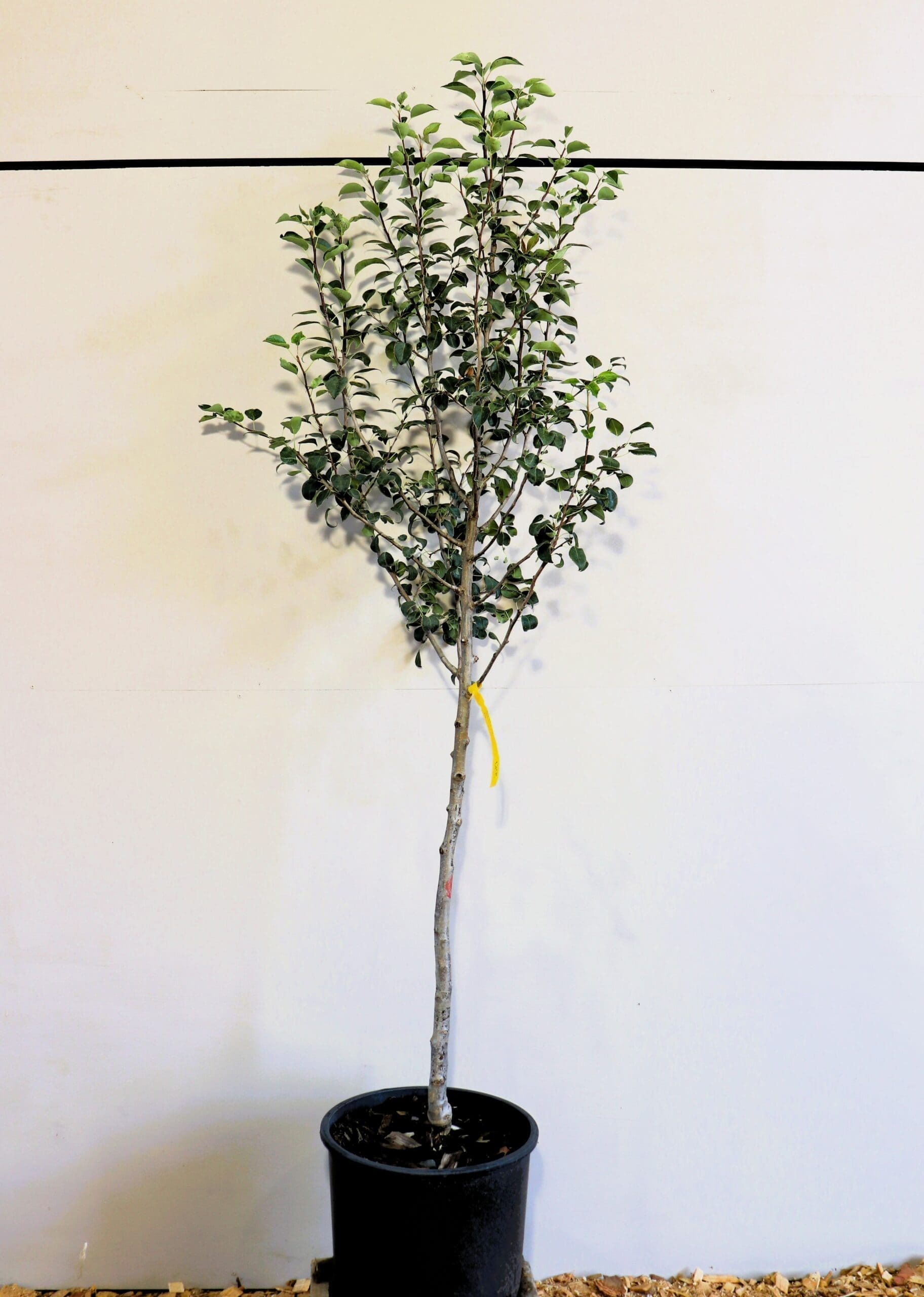Pyrus 'Golden Spice'