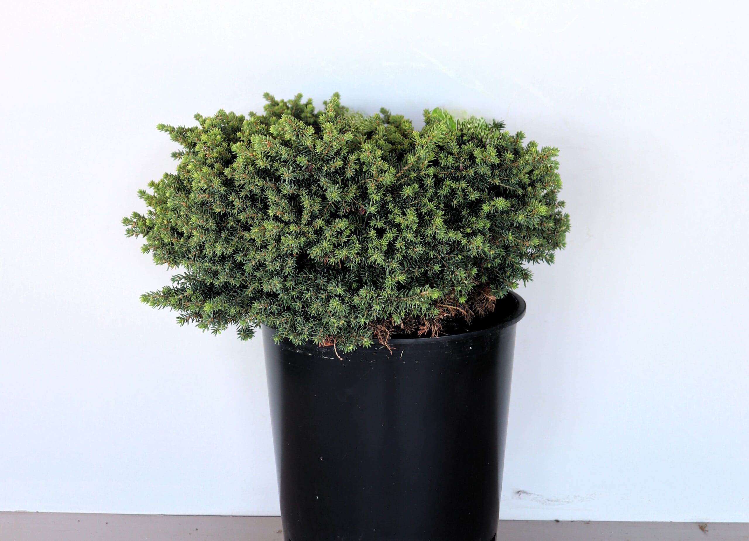 Picea abies 'Little Gem'