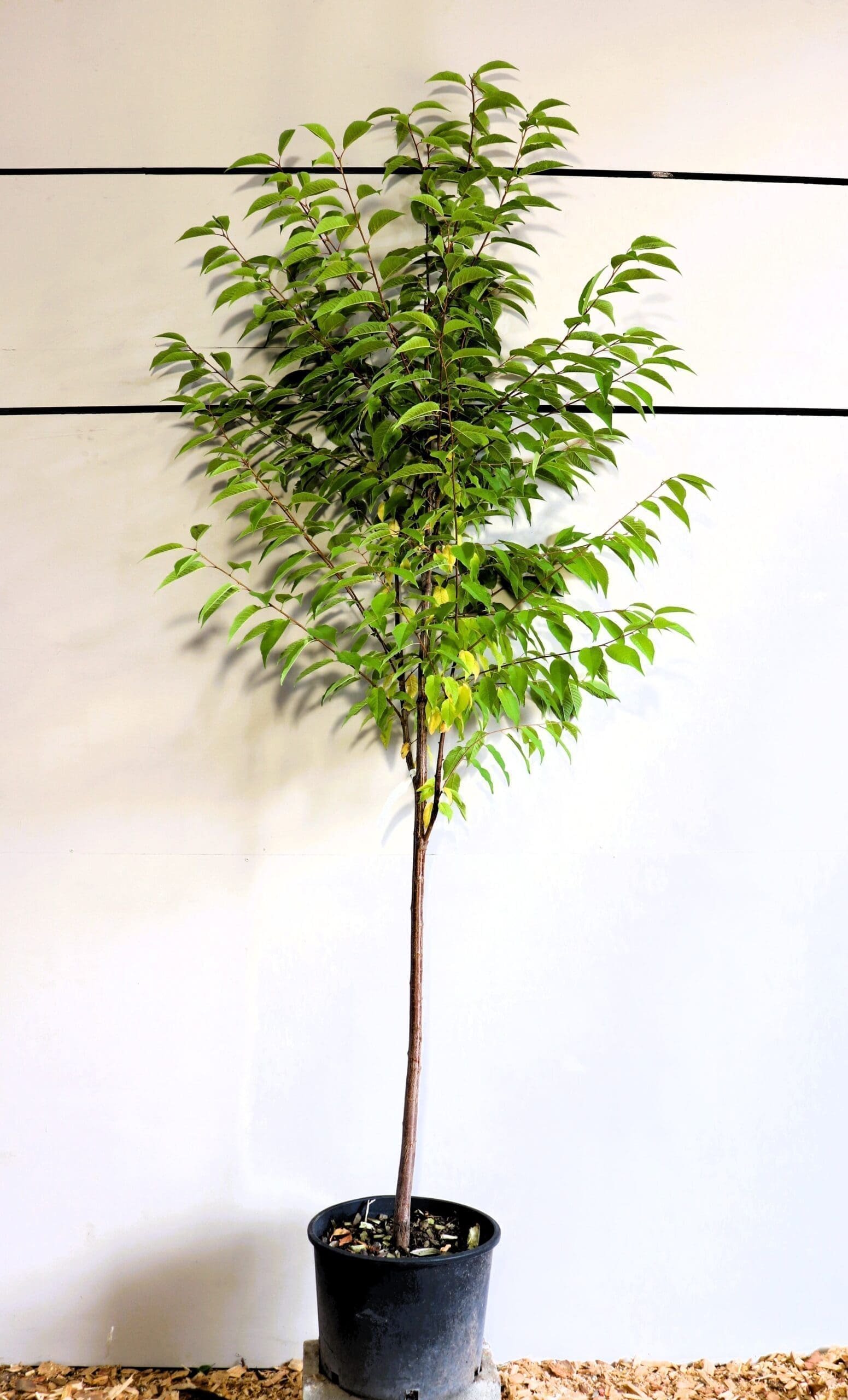 Prunus maackii S/S