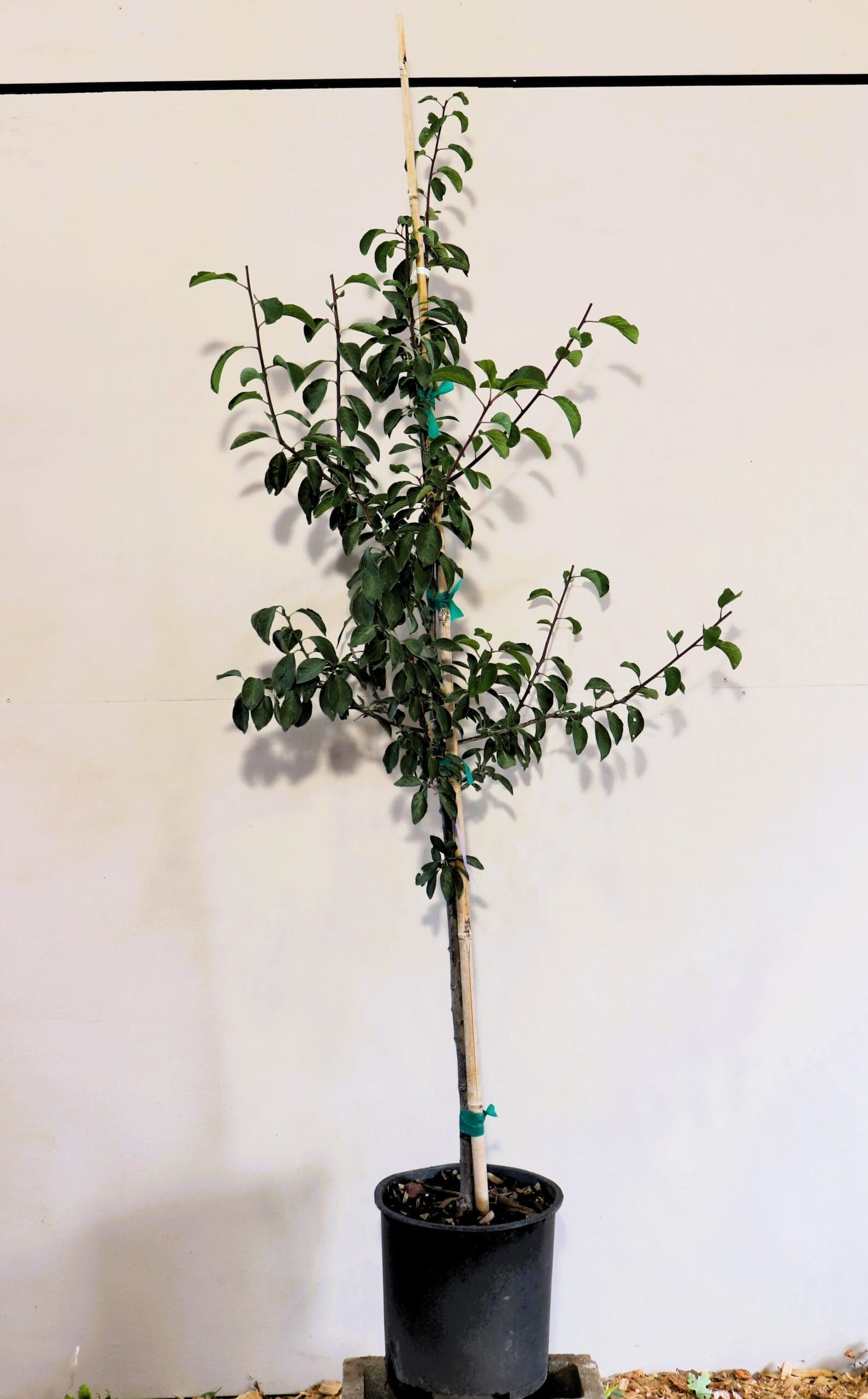 Prunus 'Mount Royal'