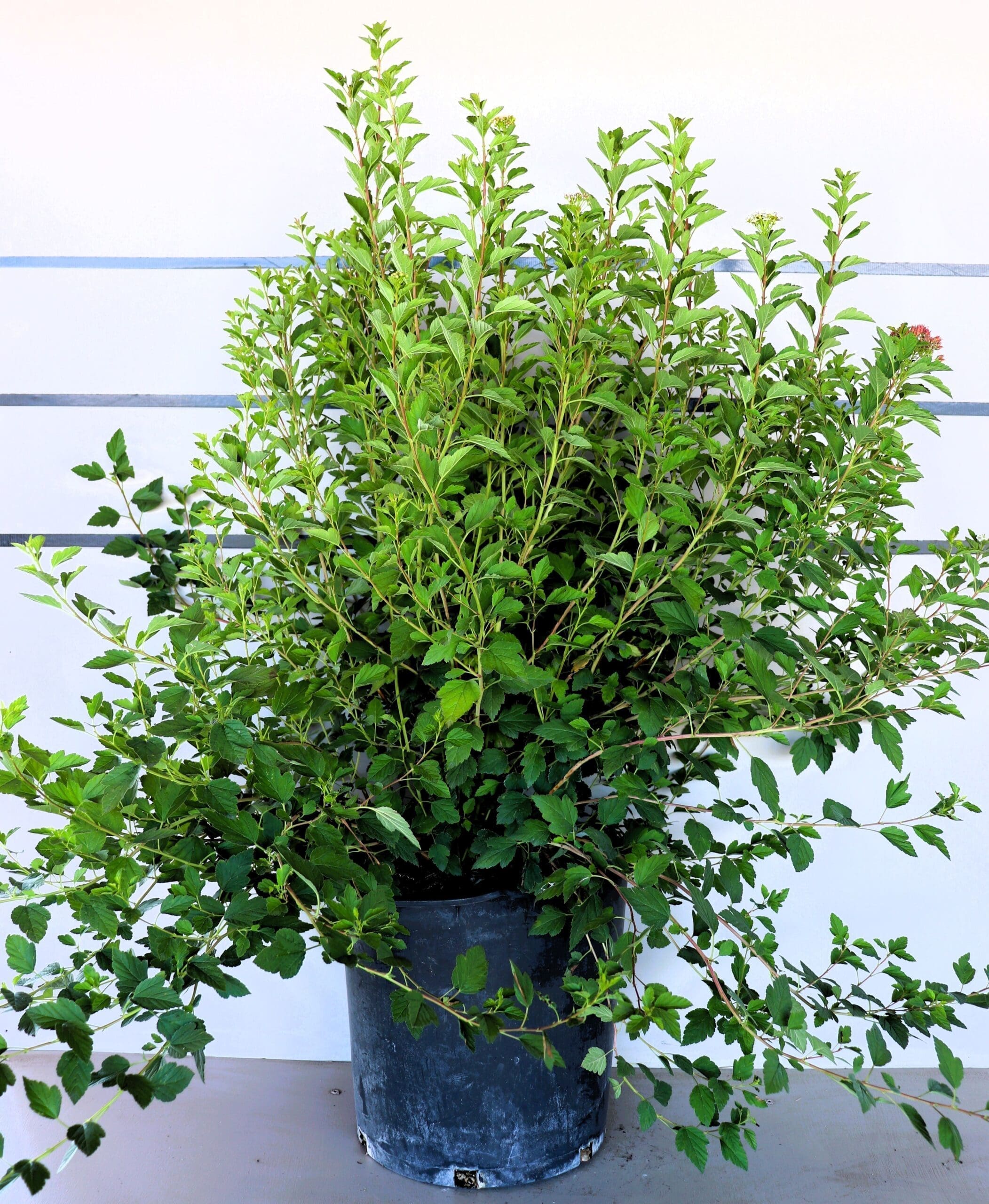 Physocarpus opulifolius var. nanus
