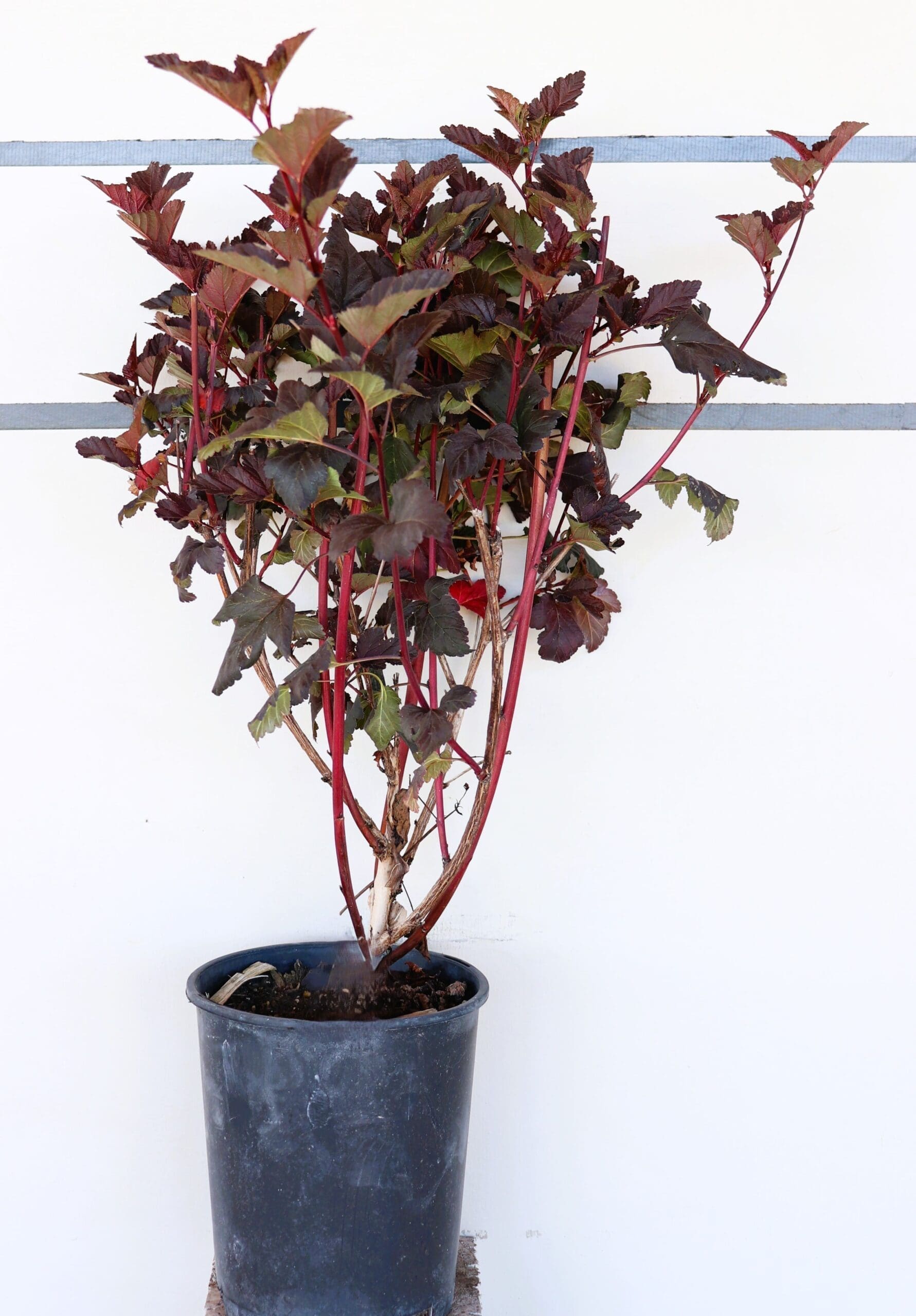 Physocarpus opulifolius 'Monlo'