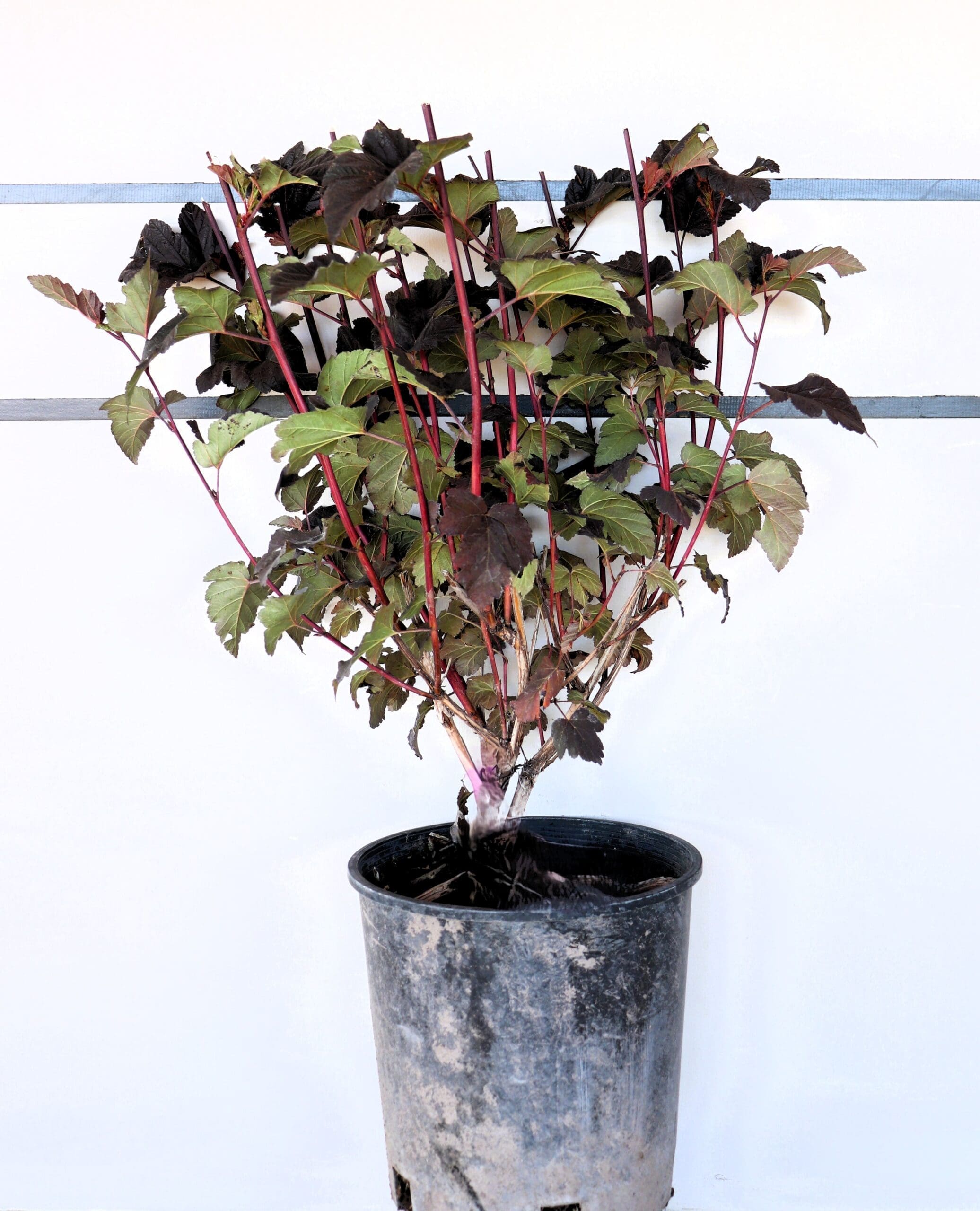 Physocarpus opulifolius 'Monlo'