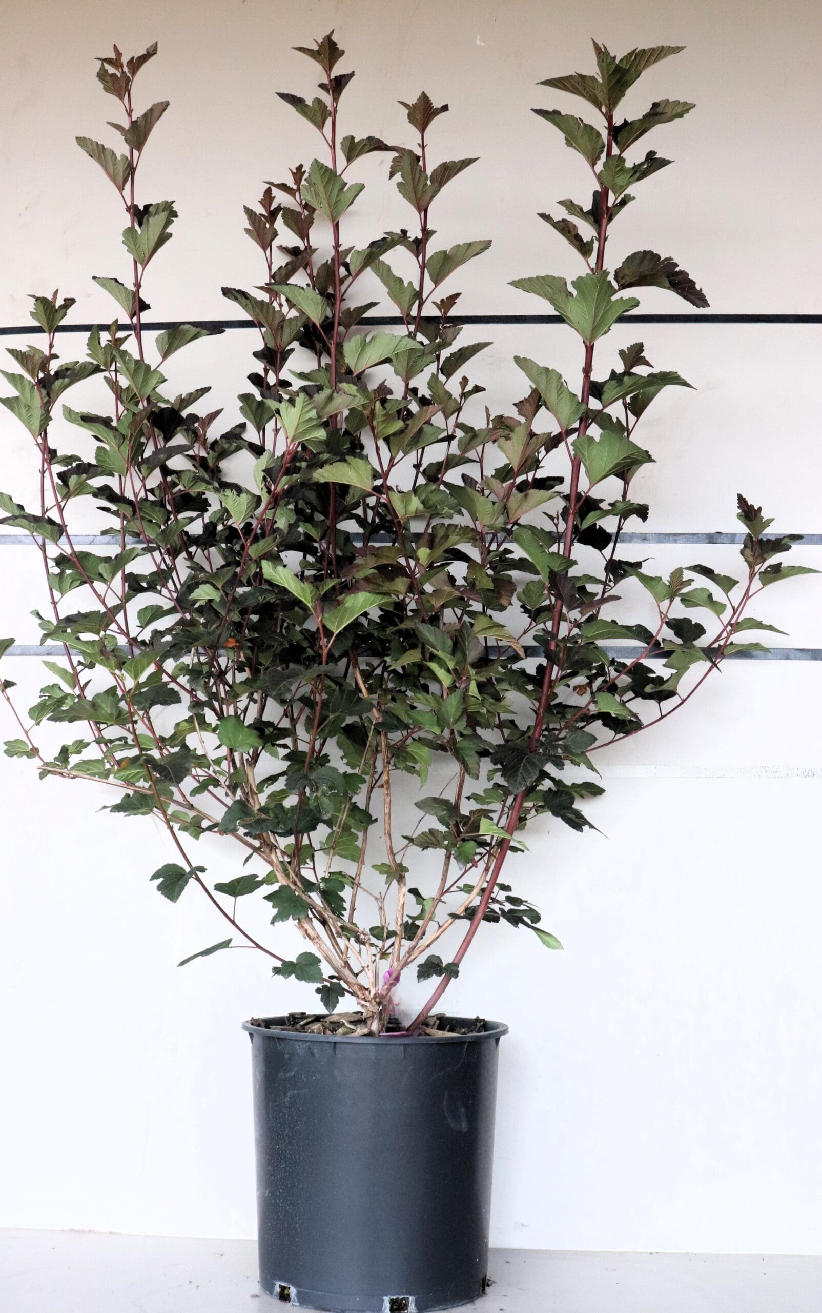 Physocarpus opulifolius 'Monlo'