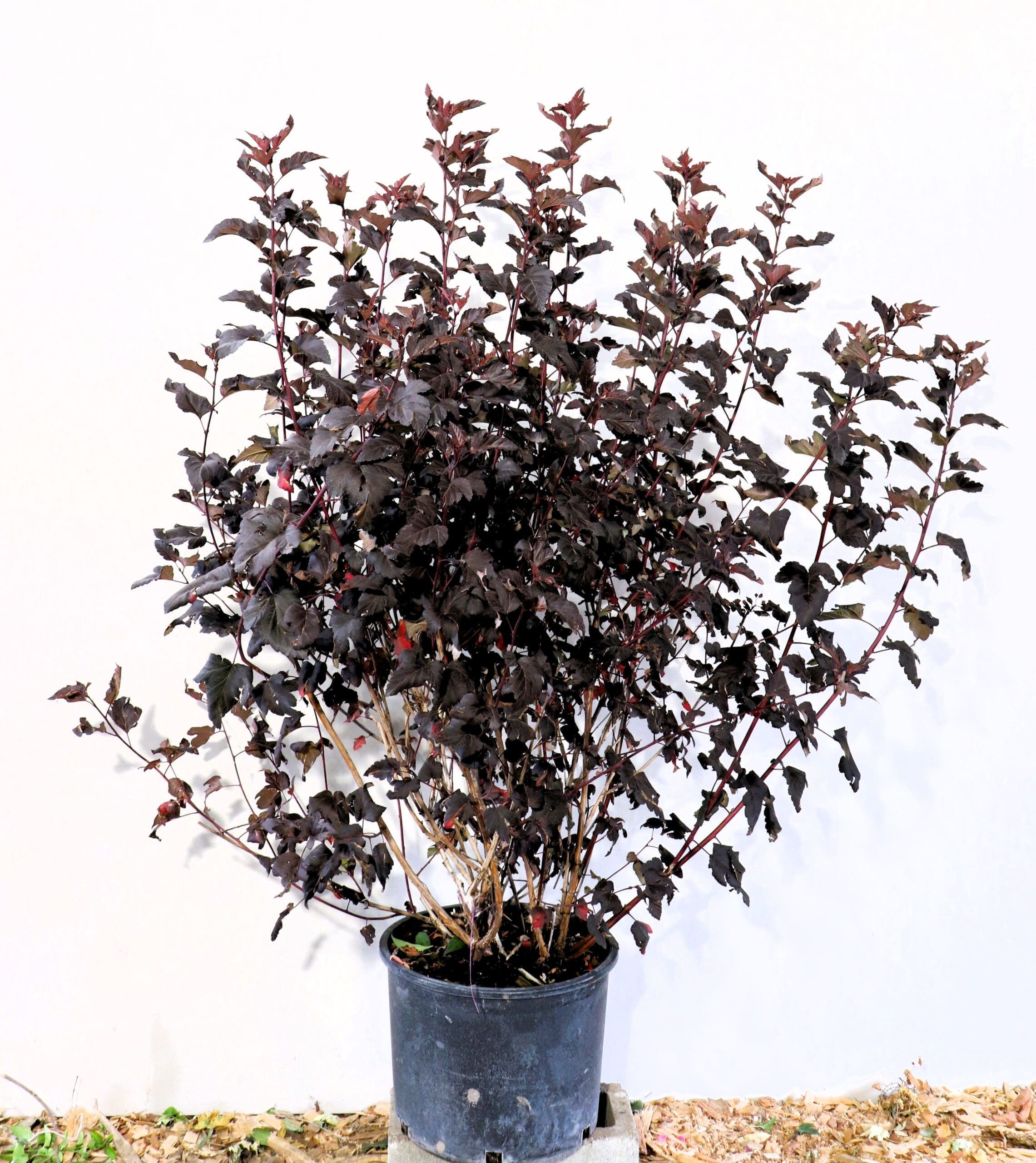 Physocarpus opulifolius 'Monlo'