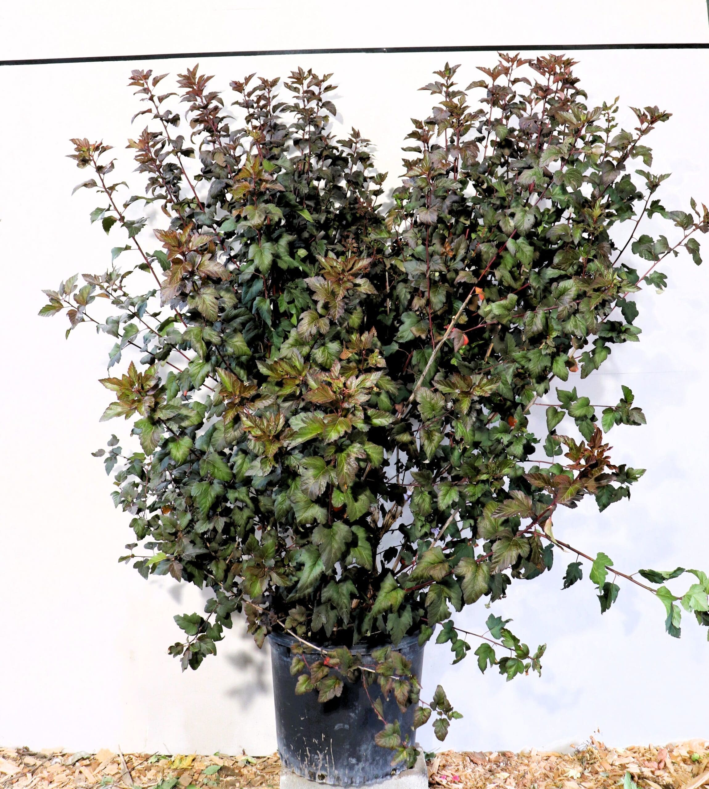 Physocarpus opulifolius 'Monlo'
