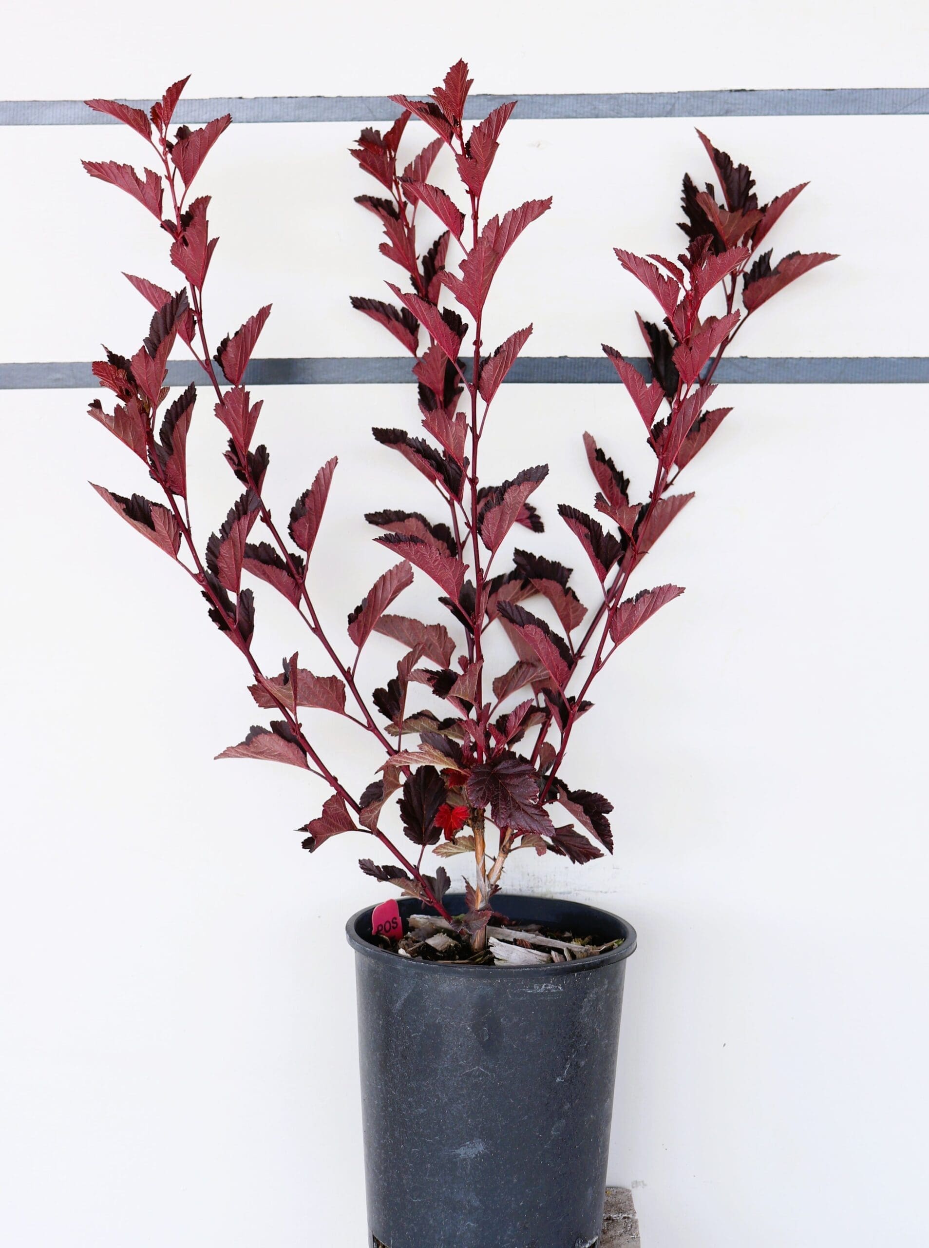 Physocarpus opulifolius 'Seward'