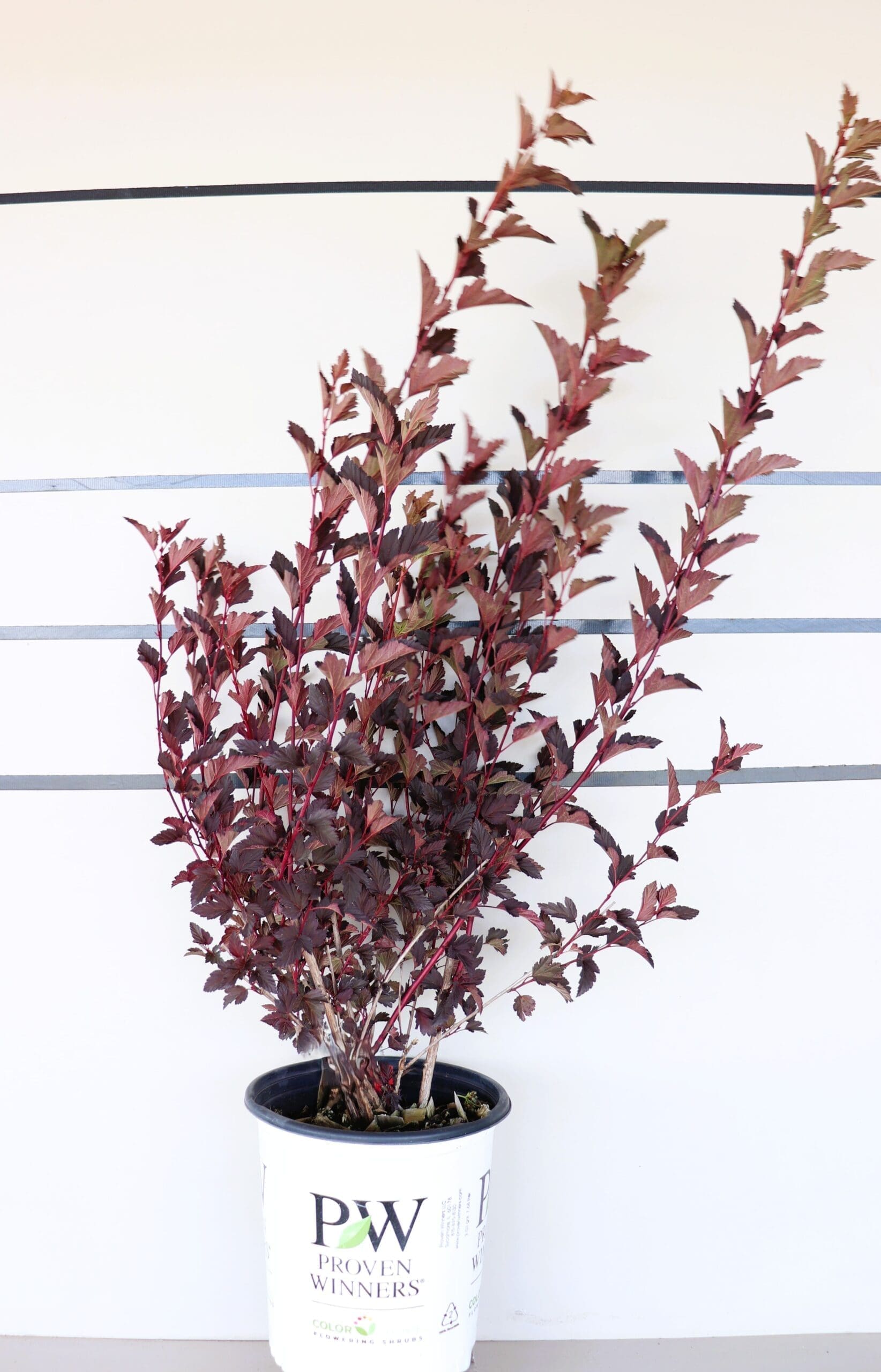 Physocarpus opulifolius 'Seward'