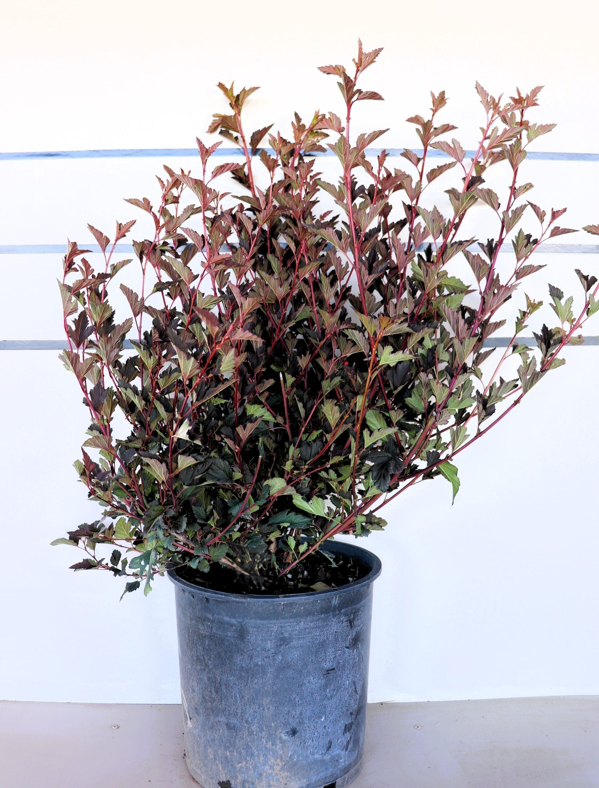 Physocarpus opulifolius 'Seward'