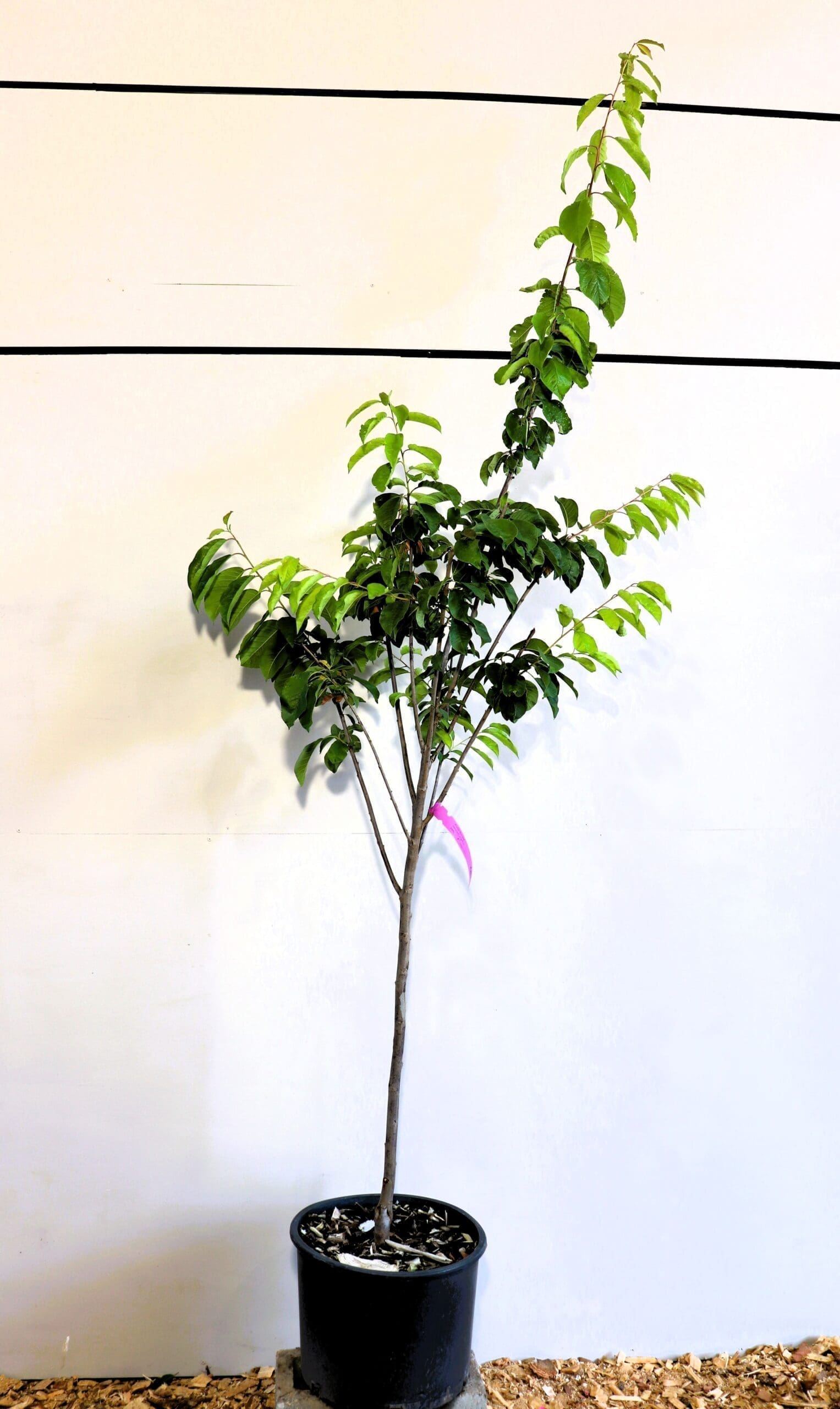 Prunus 'Pembina'
